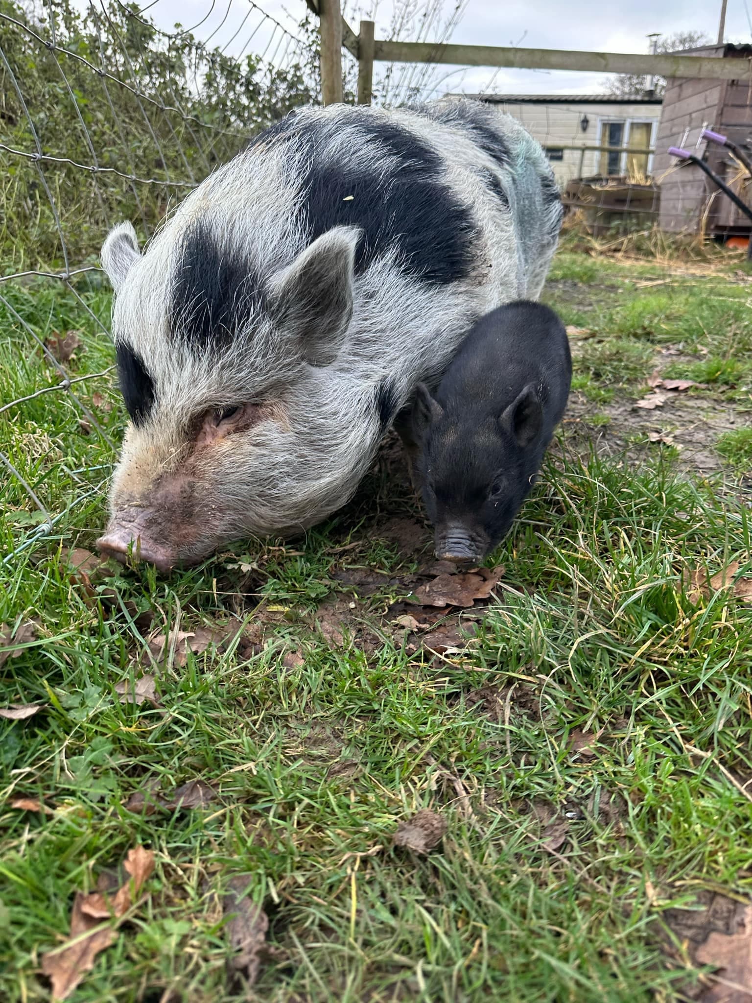 Pig sow with piglet grazing on grassy farm grounds, petting