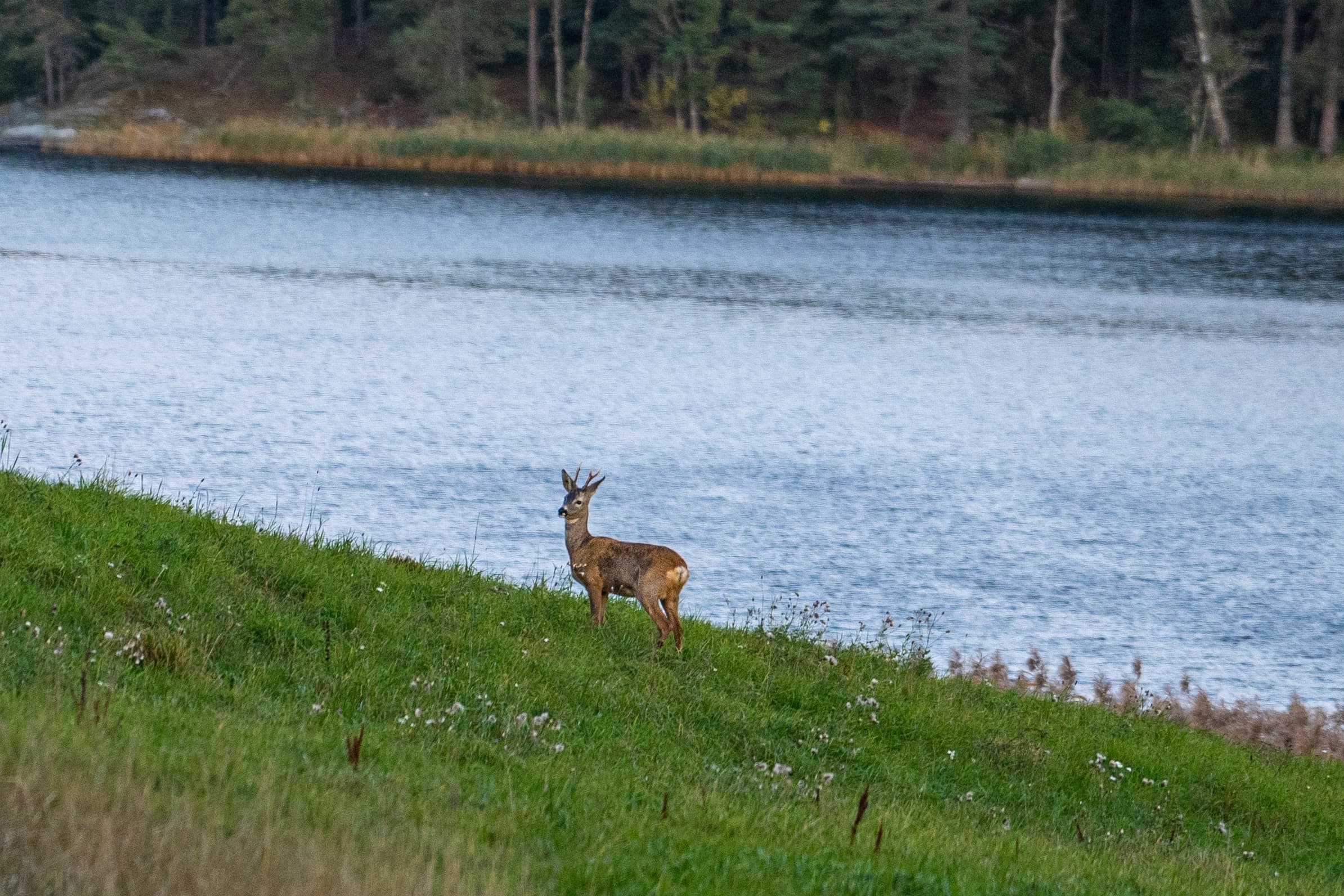 Wildlife Safari with True Nature Sweden AB in Kiruna