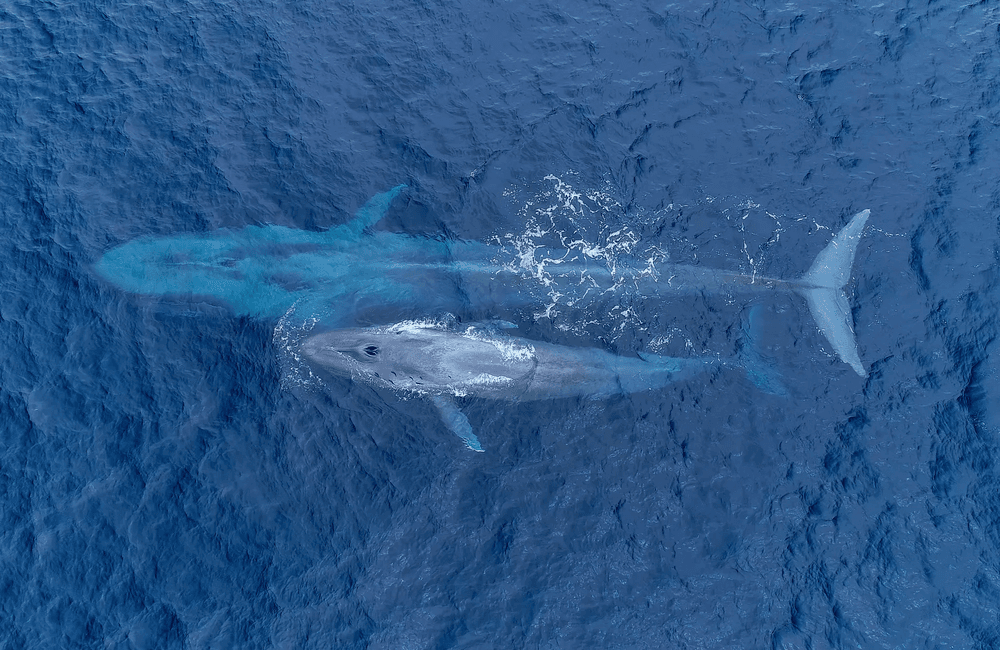 Private Whale Watch Charter in San Diego: Intimate Inflatable Encounters with Whales photo 1