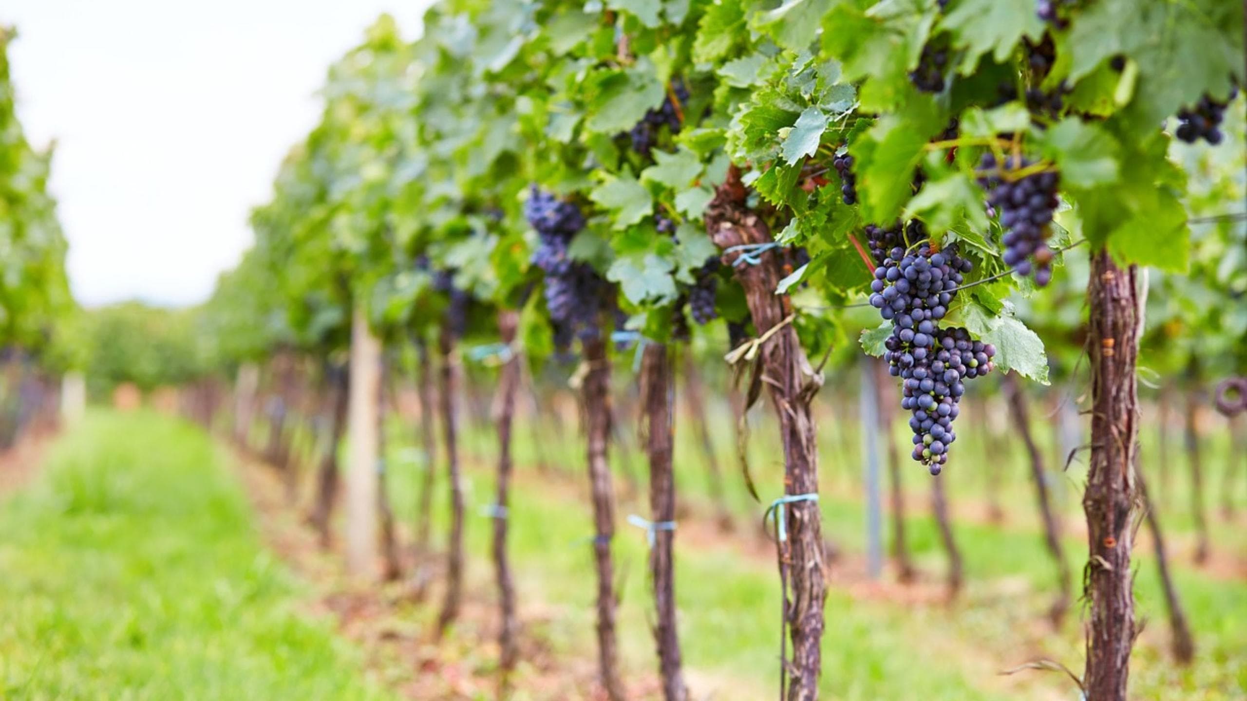 Land Adventures: Hunter Valley Private Wine Tours from Sydney