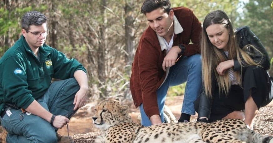 Cheetah Walk at National Zoo and Aquarium Canberra