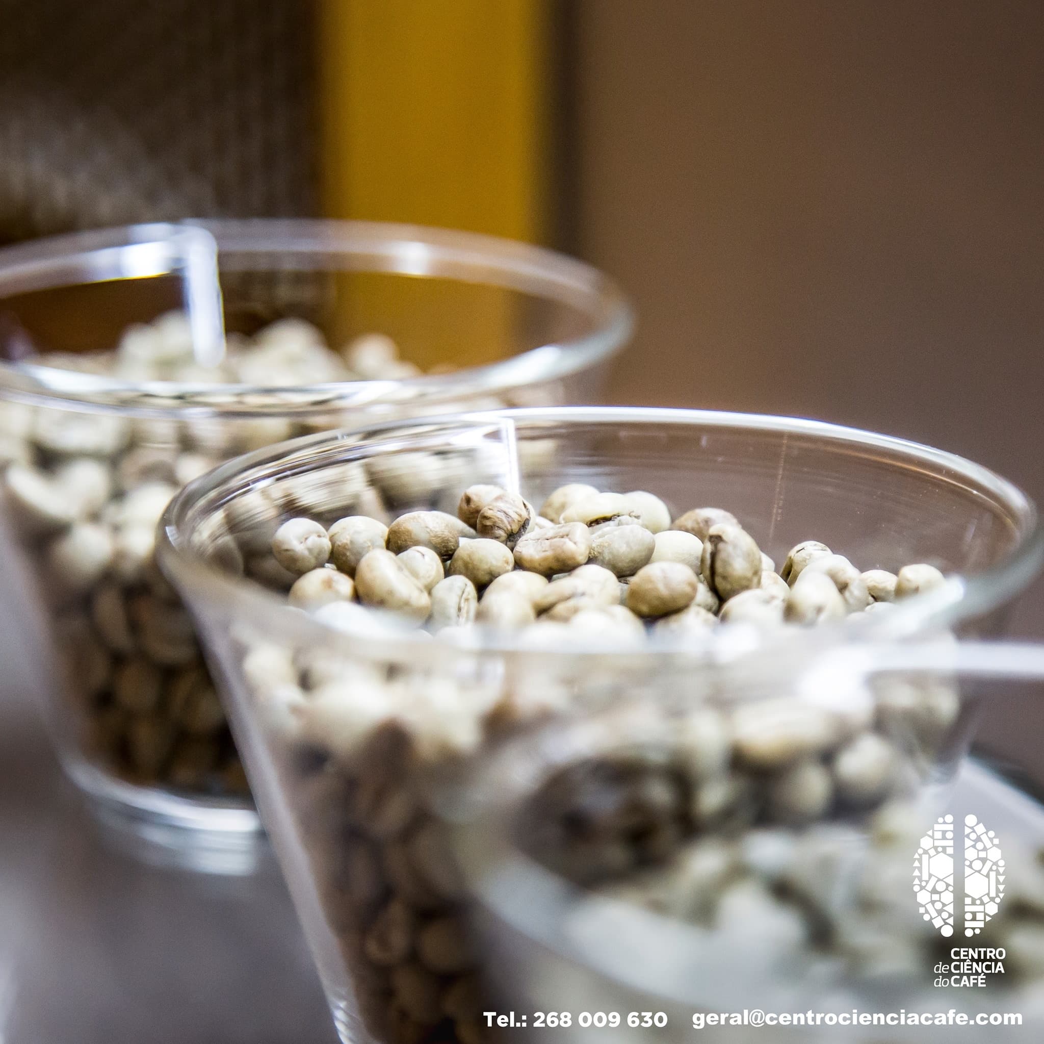 Close-up bowls of raw coffee beans in indoor tasting display
