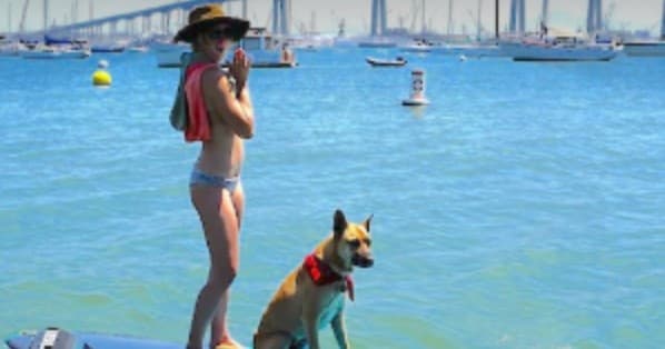 Woman and dog paddleboarding in sunny Coronado Bay marina