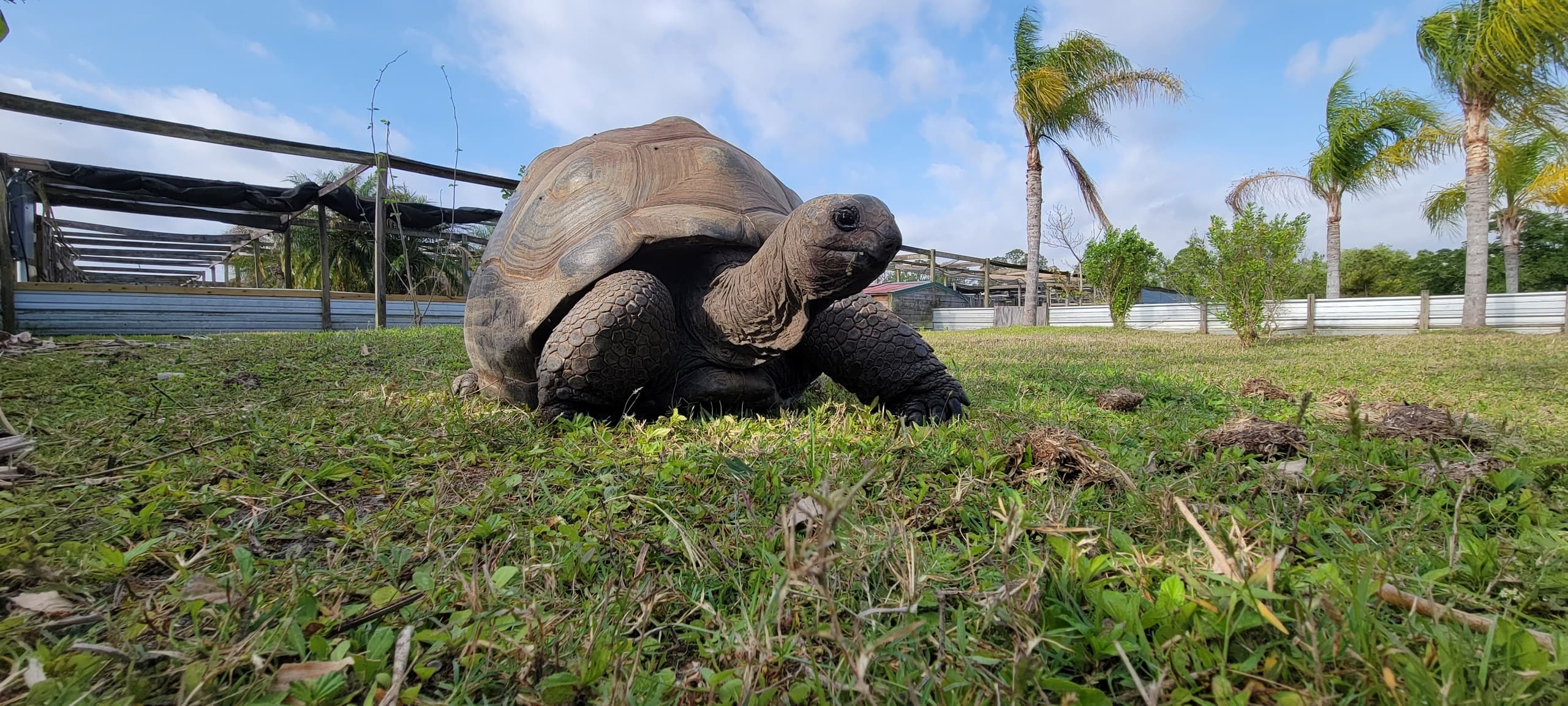 VIP Reptile Tour at Iguanaland in Punta Gorda