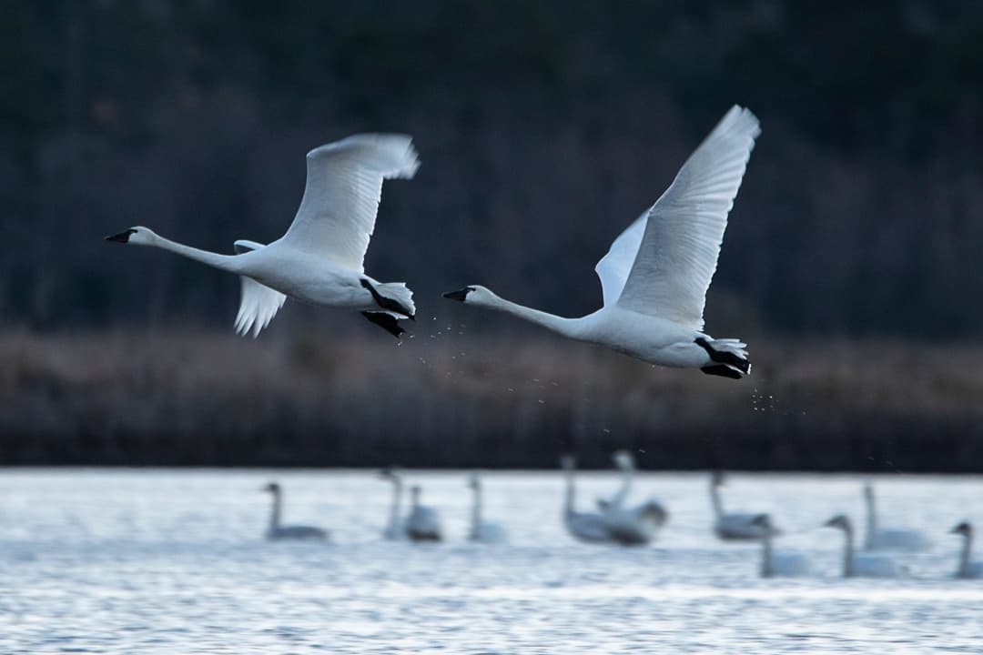 Bear Island Bird Safari: Winter Tundra Swans & Lowcountry Wetlands Drive