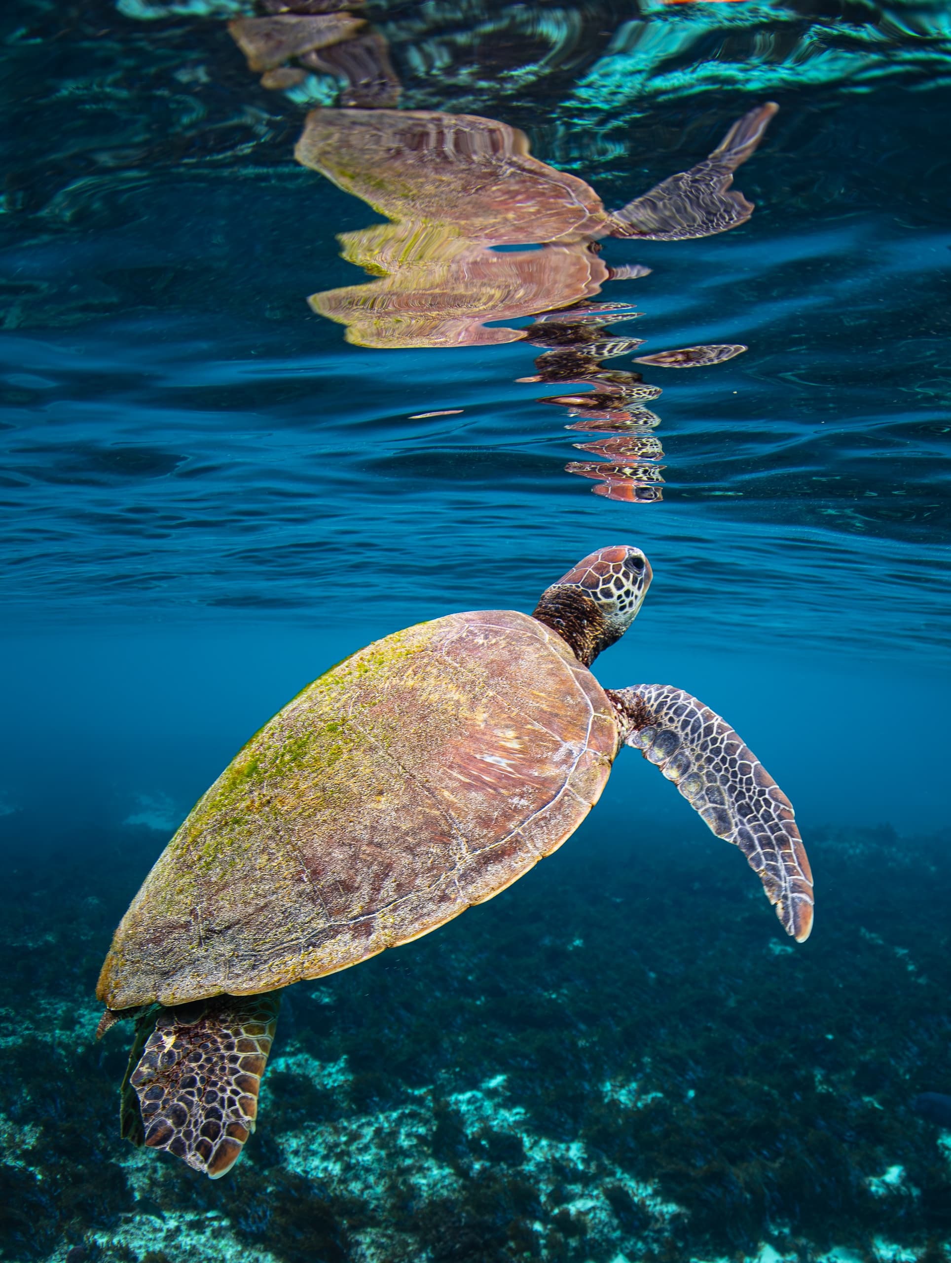 Snorkeling Gear Hire at Reef N Beyond Eco Tours, Lord Howe Island