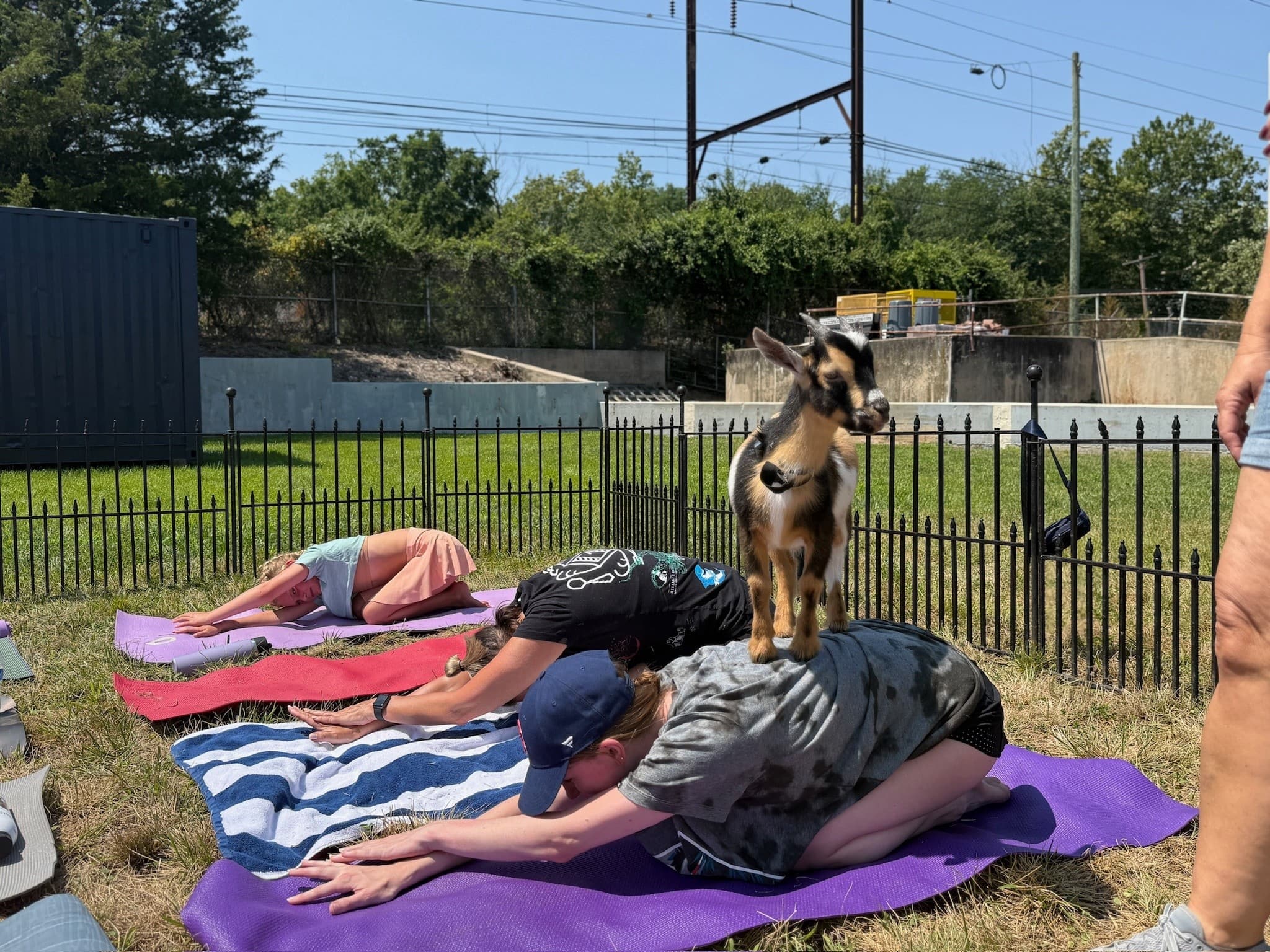 Tredyffrin Township Baby Goat Yoga — Rescue-Funded Farm Yoga Near Philadelphia