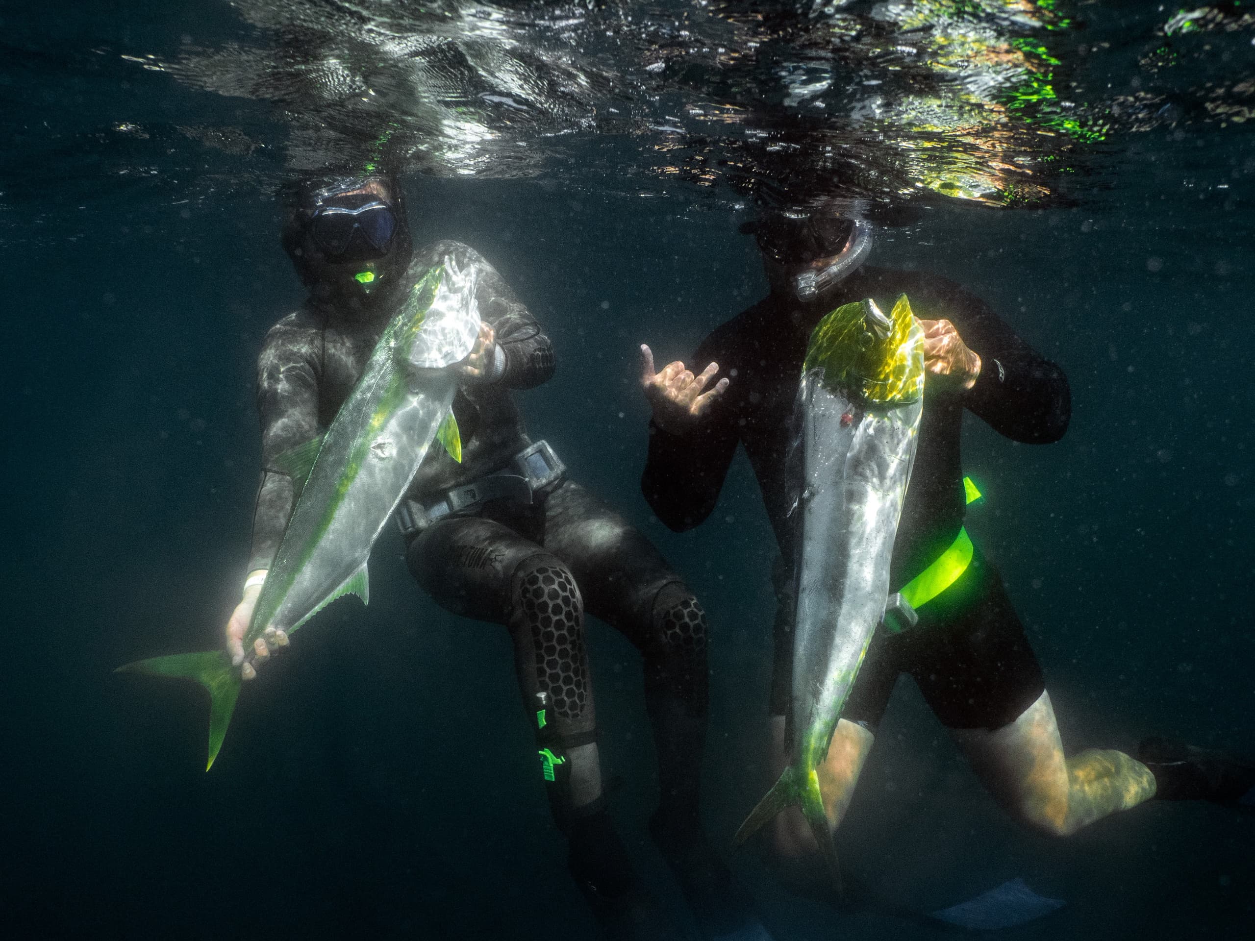 Offshore Spearfishing Adventure in Southern California: Hunt Blue Fin Tuna in San Diego Waters