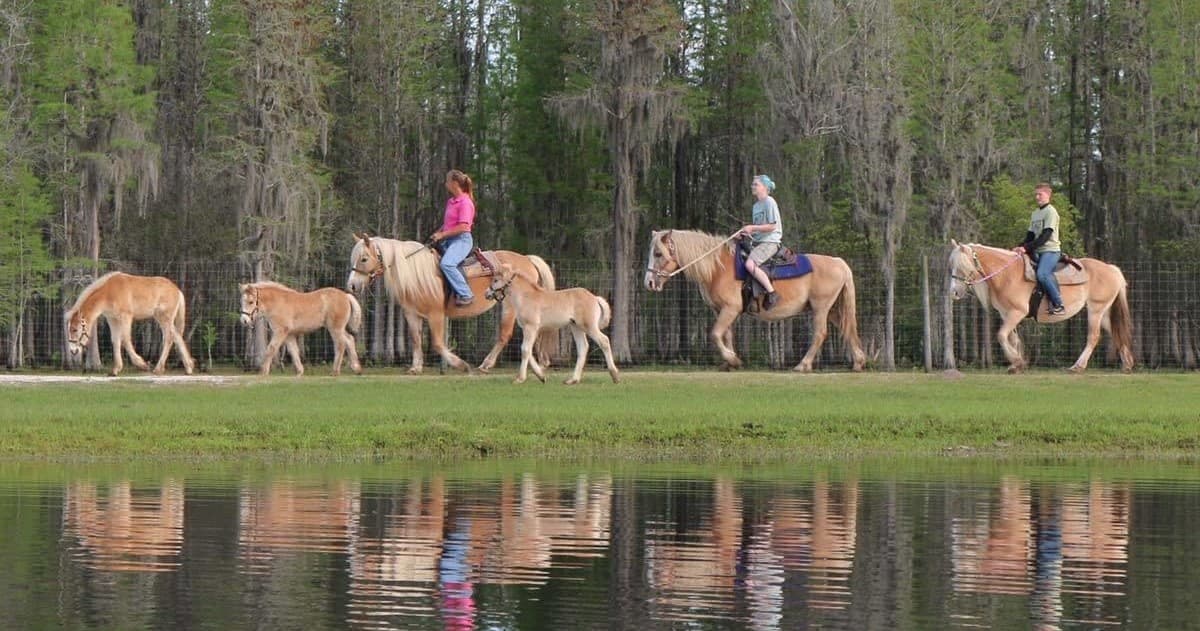 Group horseback riding along marsh edge with reflective water