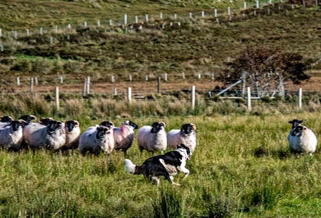 Land Adventures at Glen Keen Farm: Sheep Herding in Ireland