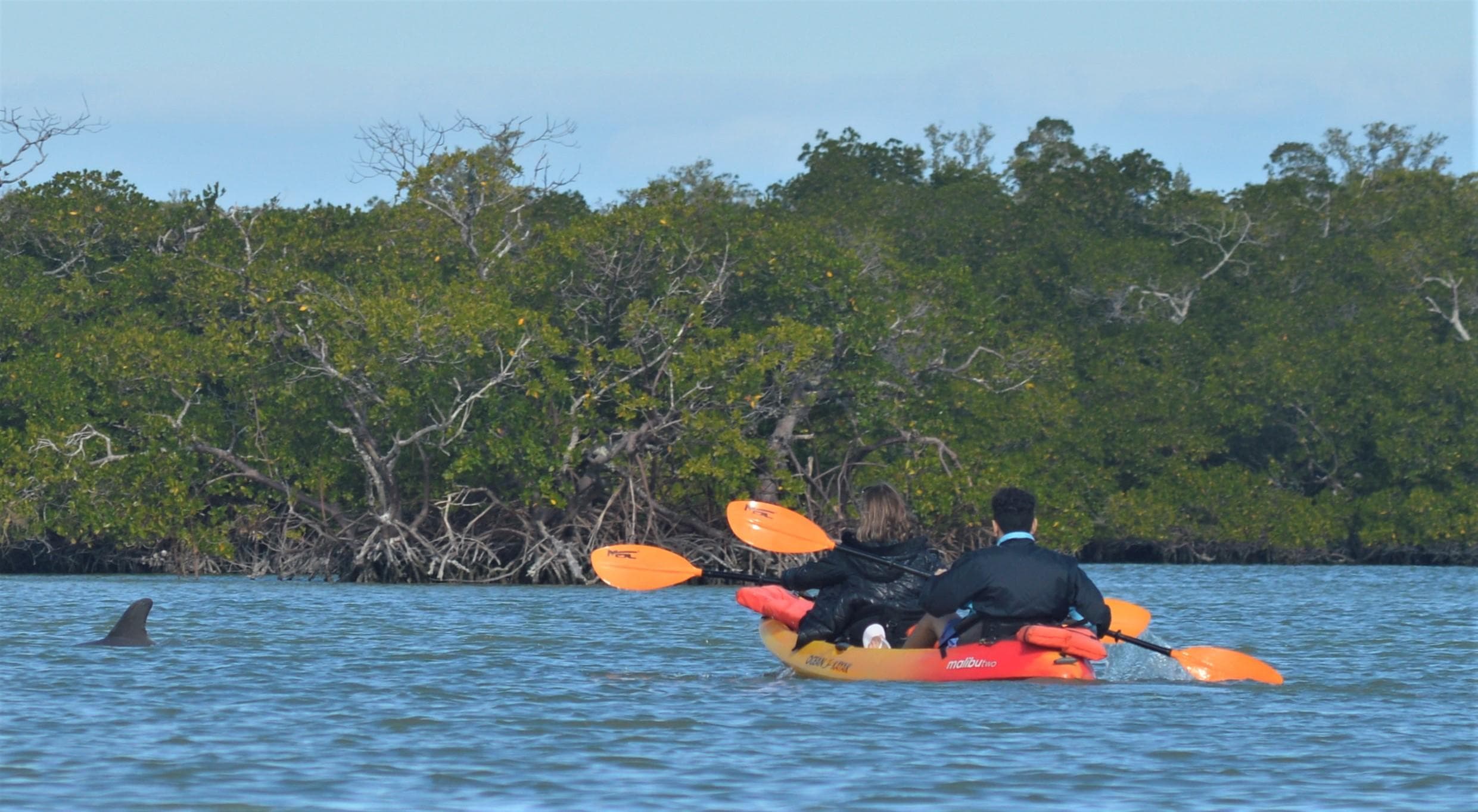 Two kayakers paddling near mangroves on calm coastal waters