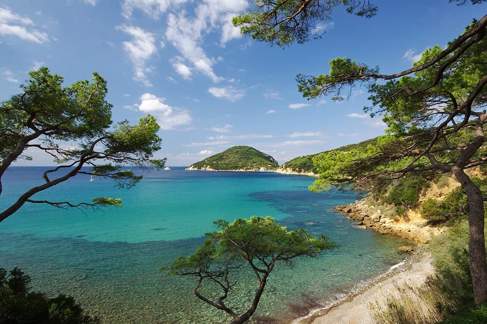 Secluded pine-fringed bay with turquoise water, ideal for kayaking
