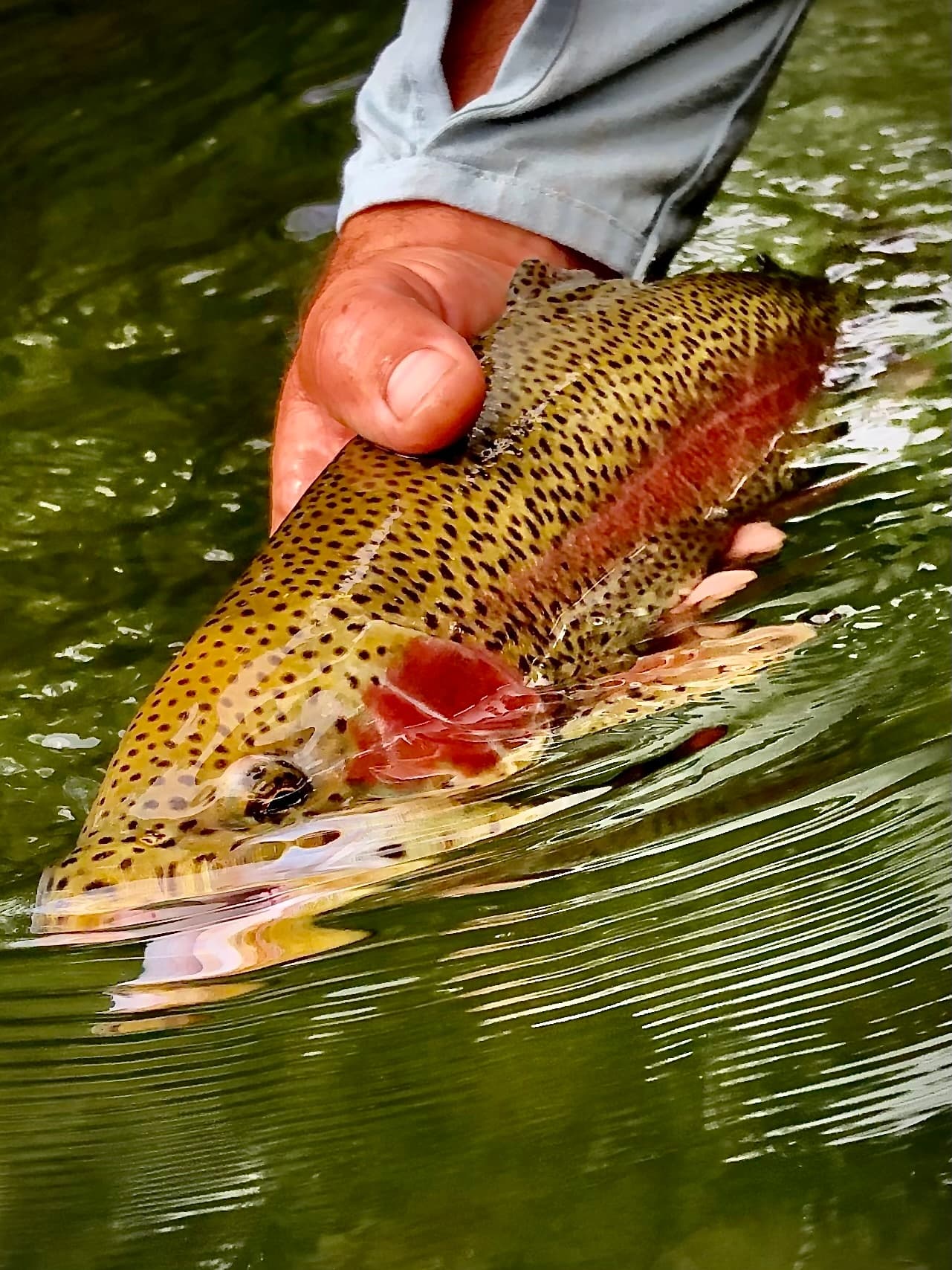 Trout Fishing on Watauga River Tailwater in Tennessee