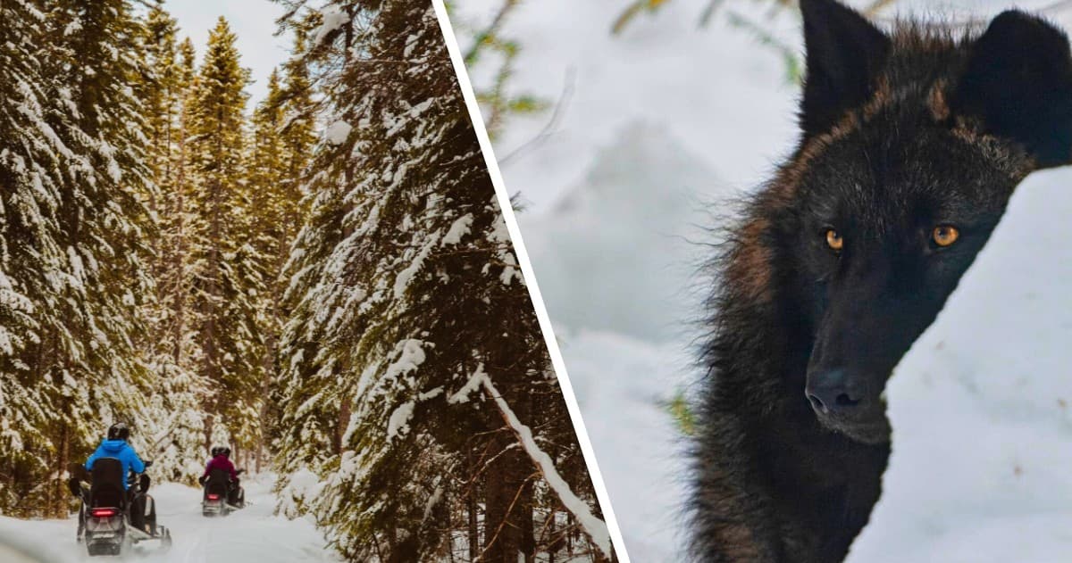 Snowmobiling Adventure with Chalets Villégiature & Pourvoirie Daaquam
