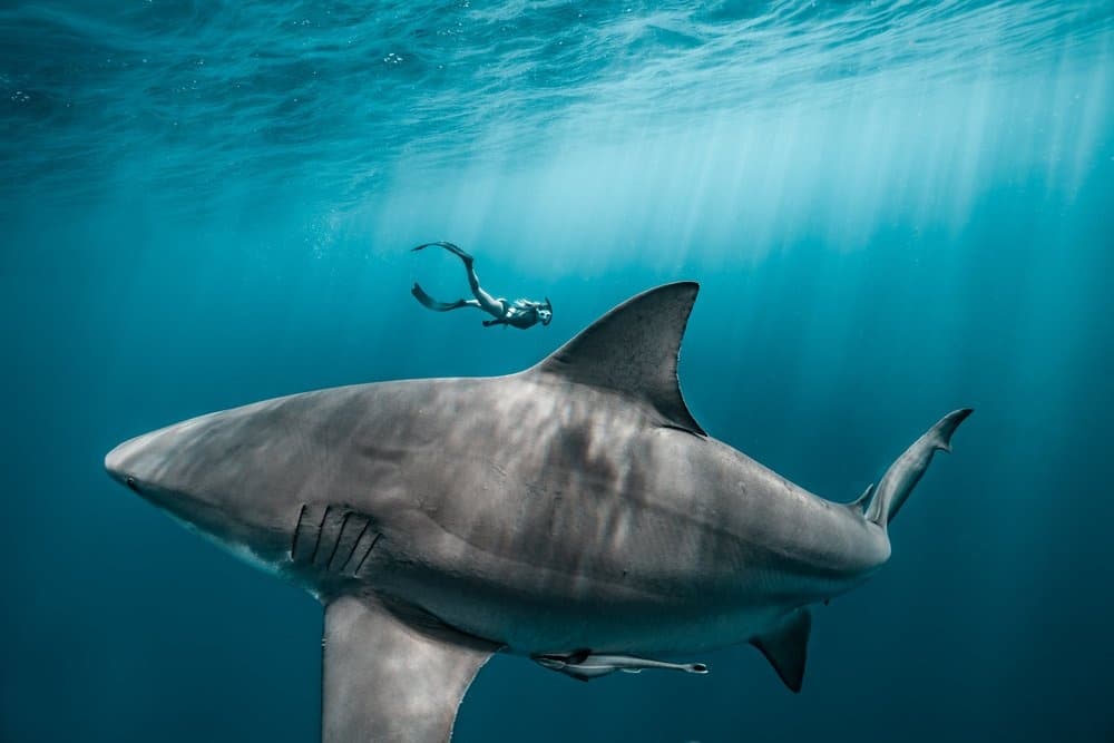 Large shark close-up with snorkeler overhead near Jupiter reef