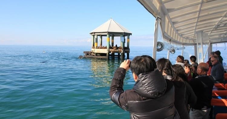 Wildlife Cruise Adventure with Moonraker Dolphin Swims