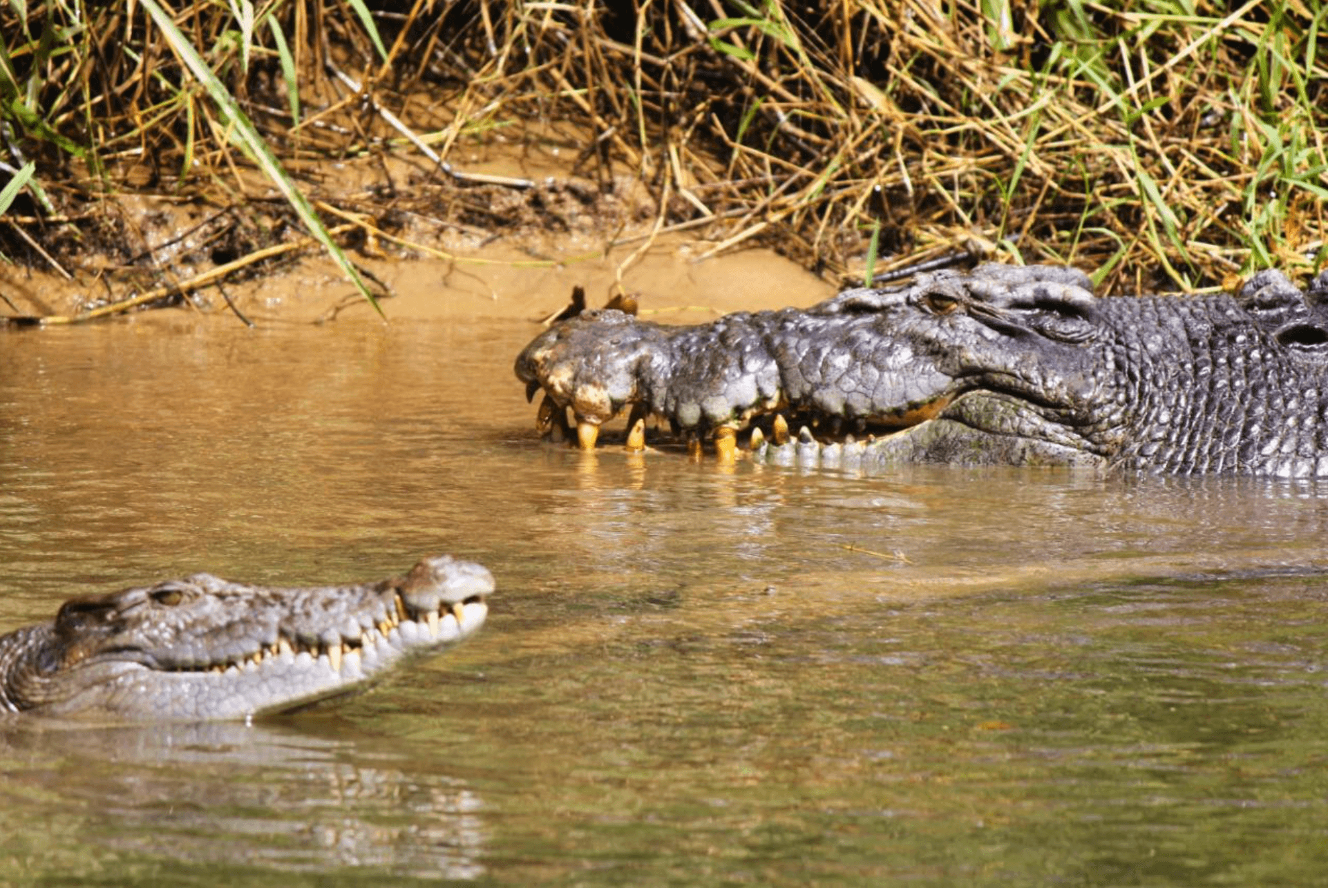 Daintree Cruise Combo: Upper & Lower Daintree Wildlife Cruises and Canopy Tower photo 3