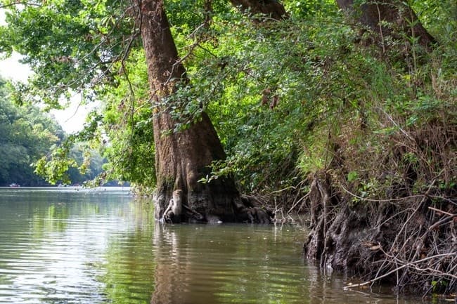Cypress trees arching over quiet river in green forest