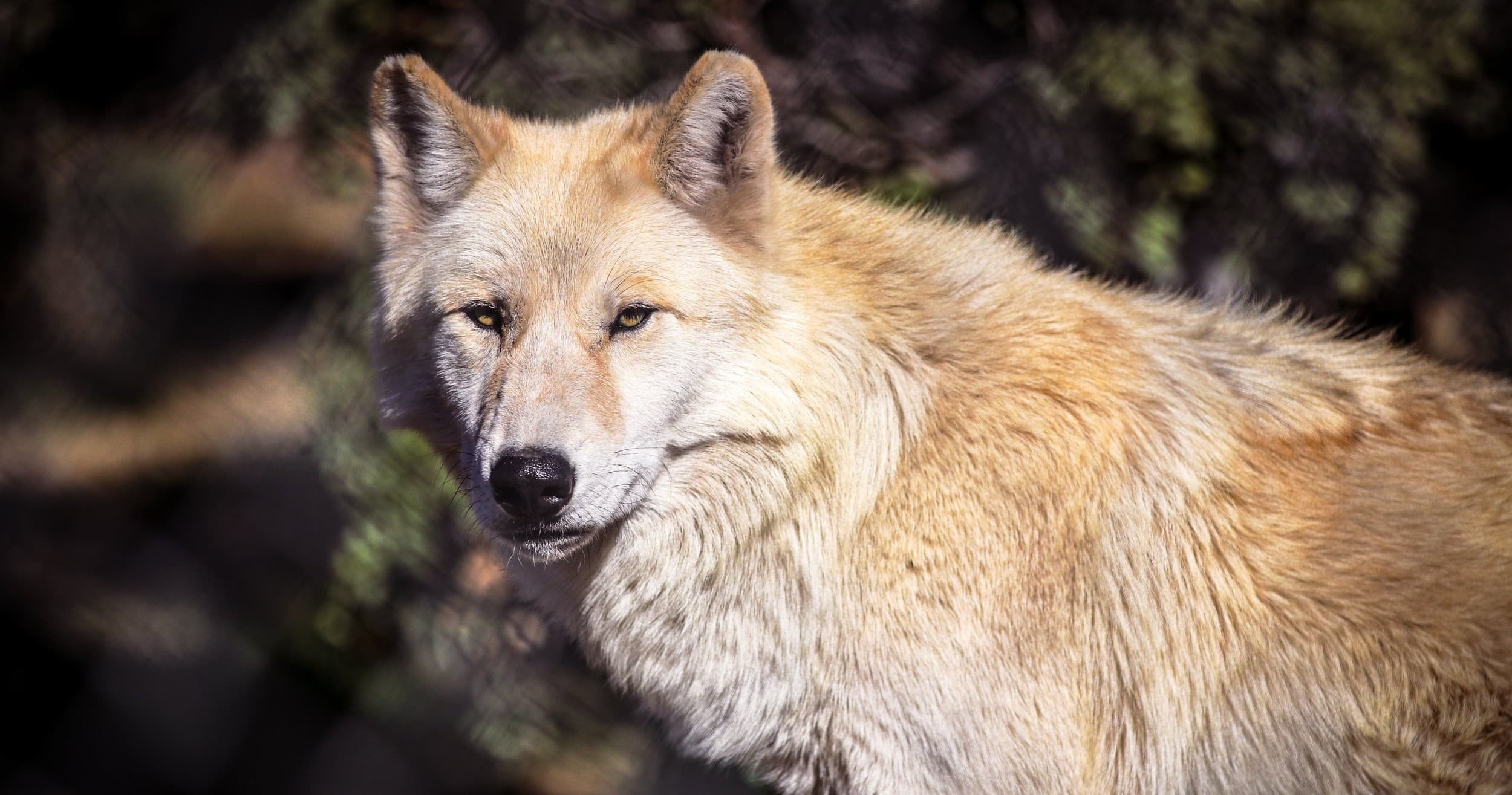 Golden wolf portrait in sunlit woodland at wolf sanctuary