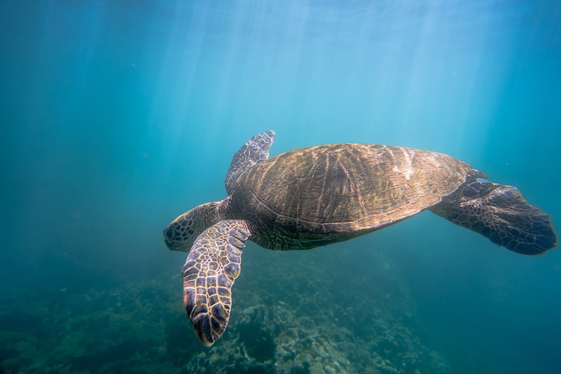 Sea turtle swimming over coral reef in clear Hawaiian waters