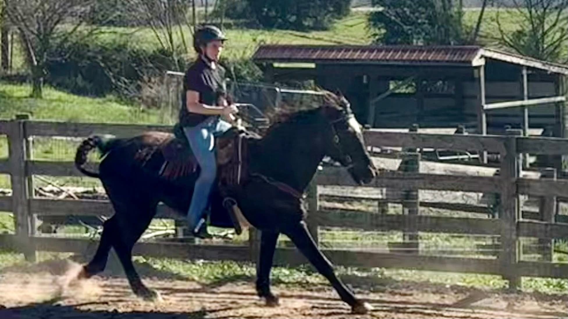 Hands-On Horsemanship: One Hour Private Lessons in Park City, Kentucky