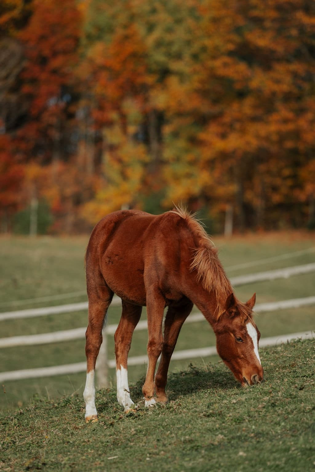Equine Connection: Hands-On Horse Lessons in Rutherglen, Ontario photo 1