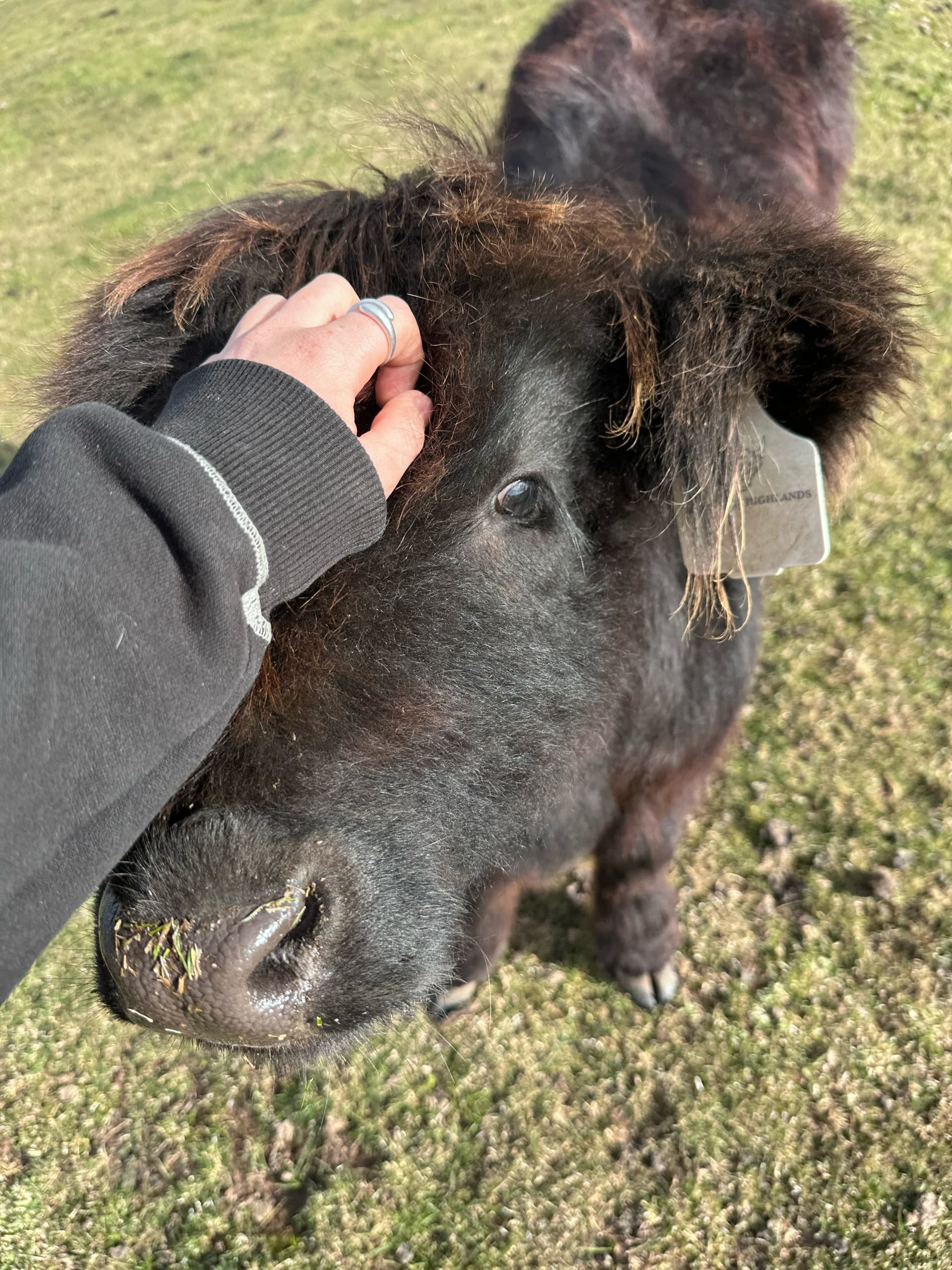 Meet and Cuddle Highland Cows in Mitchell Park: A 30-Minute Farm Encounter photo 2