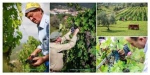 Chianti Vineyard Escape: Private Half-Day Wine Tour from Florence