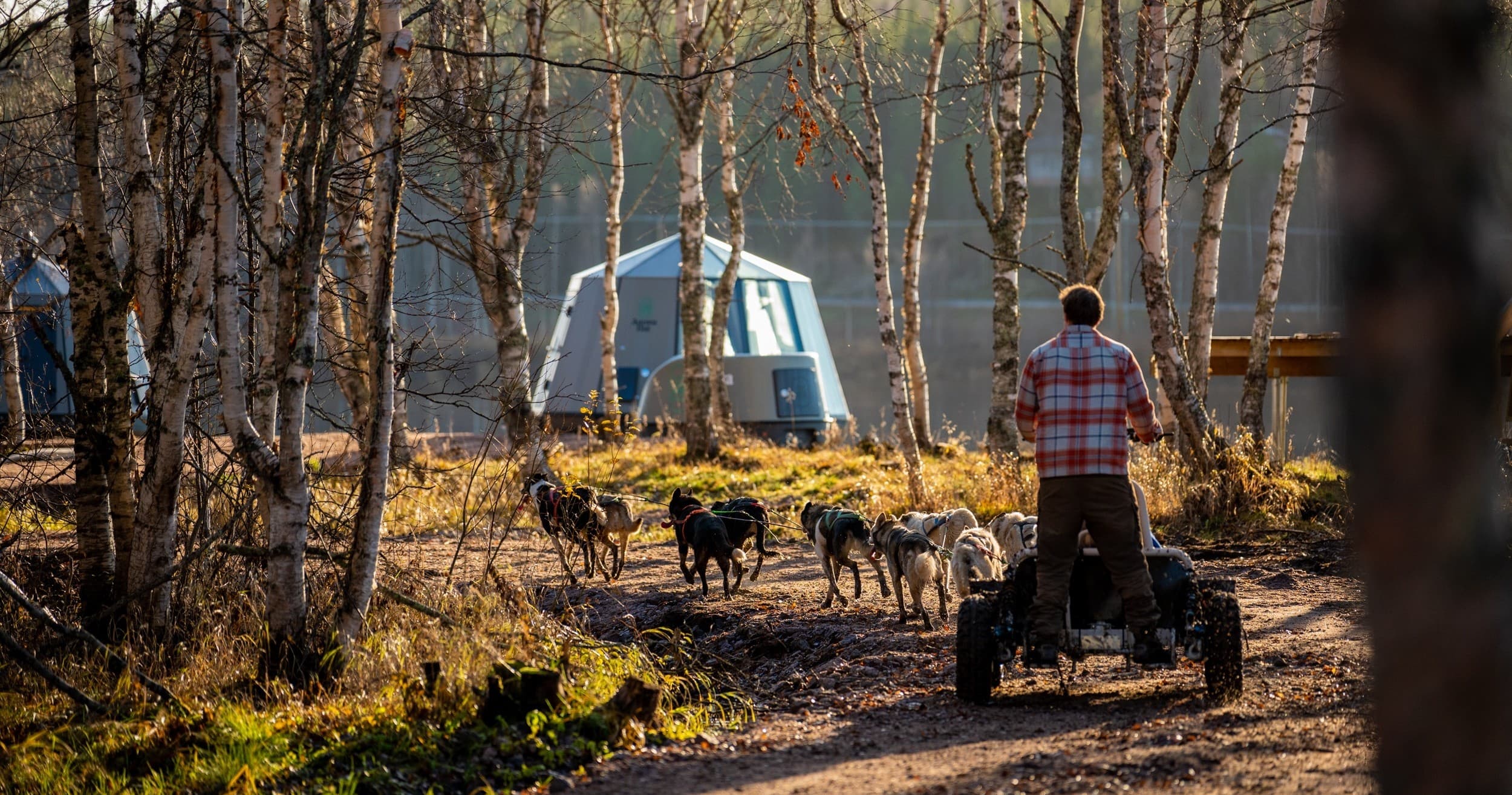 Meet Alaskan Huskies and Explore Lapland on a Scenic Cart Ride