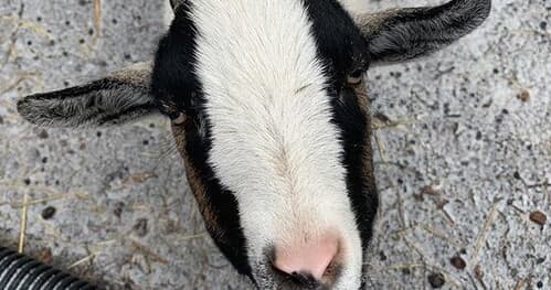 Discover the Joy of Goat Trekking in Galena, Illinois