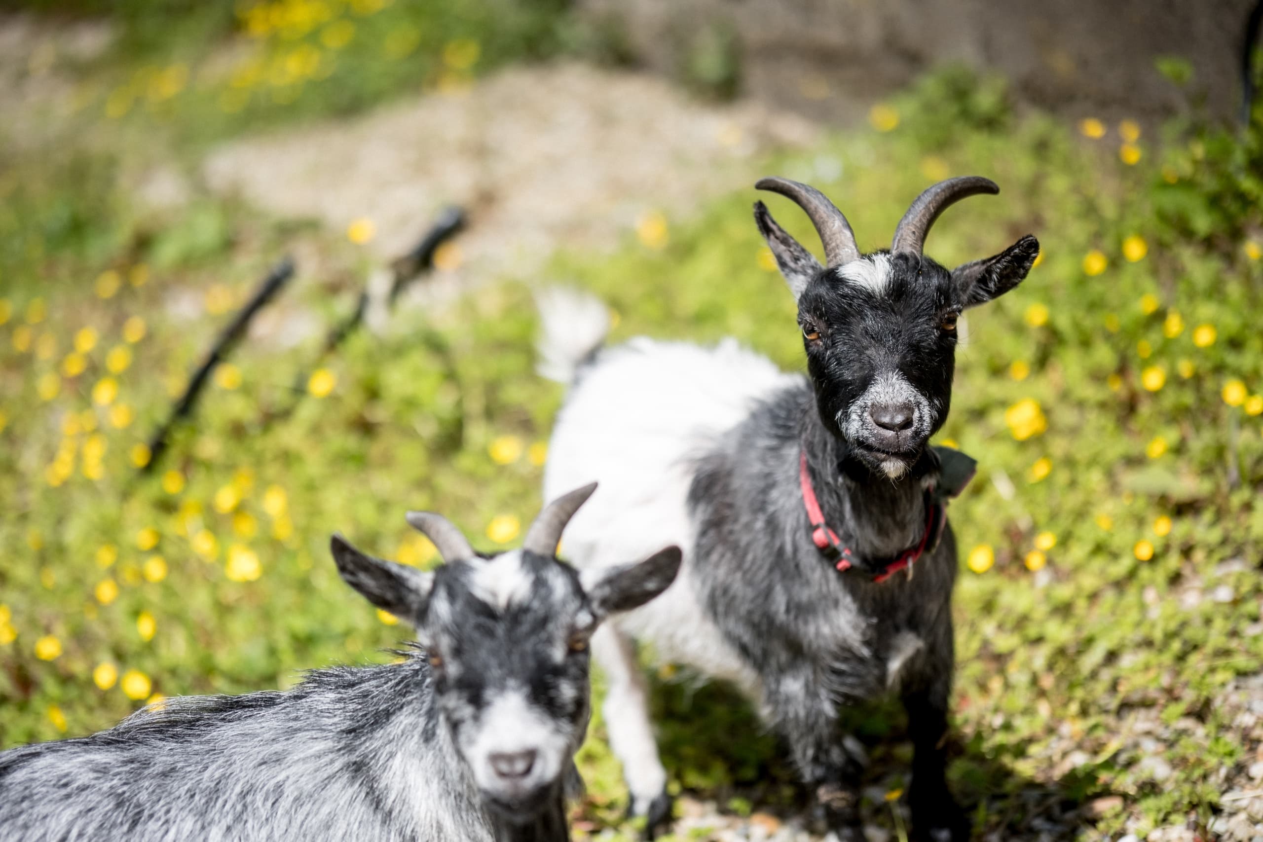 Wildlife & Land Adventures at Derry Farm with Pauline’s Farm