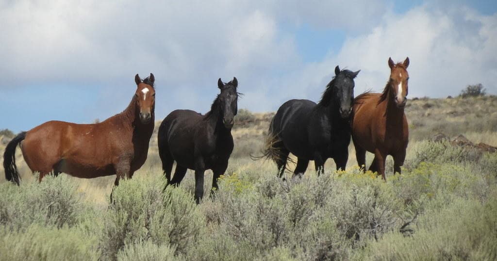 Rolling Hills Stables team