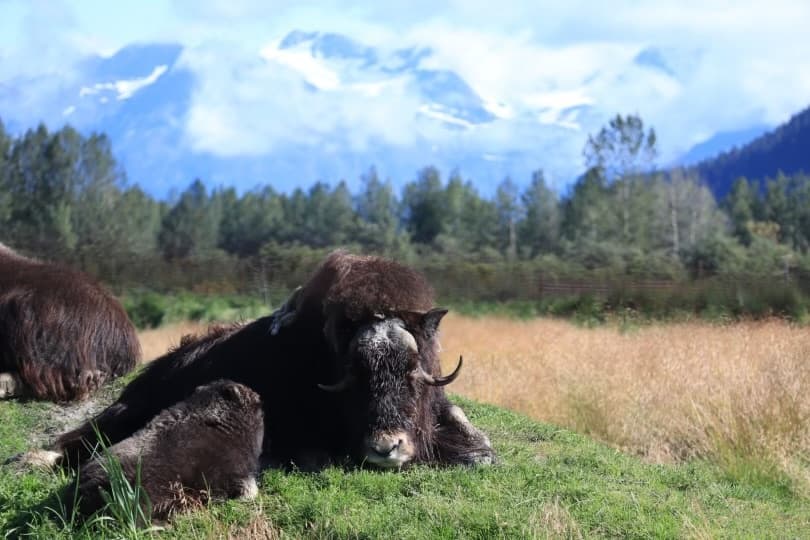 AK Wildlife & Grandview Train Tour by Chugach Adventures