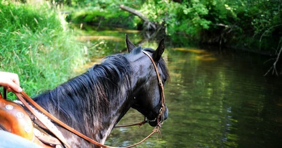 One-Hour Guided Trail Ride in Newark, Illinois