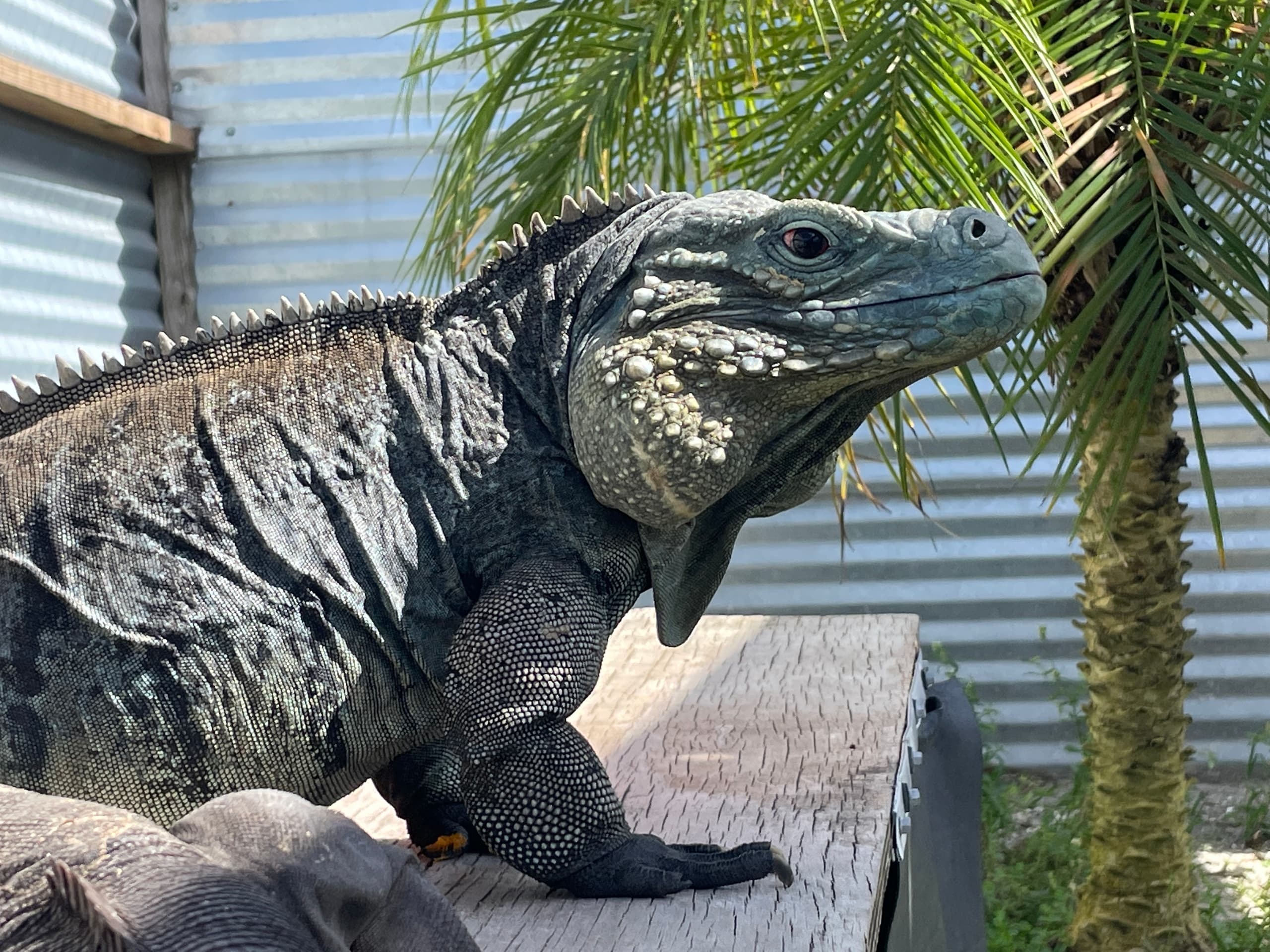 Black iguana perched on wooden platform in shaded outdoor enclosure