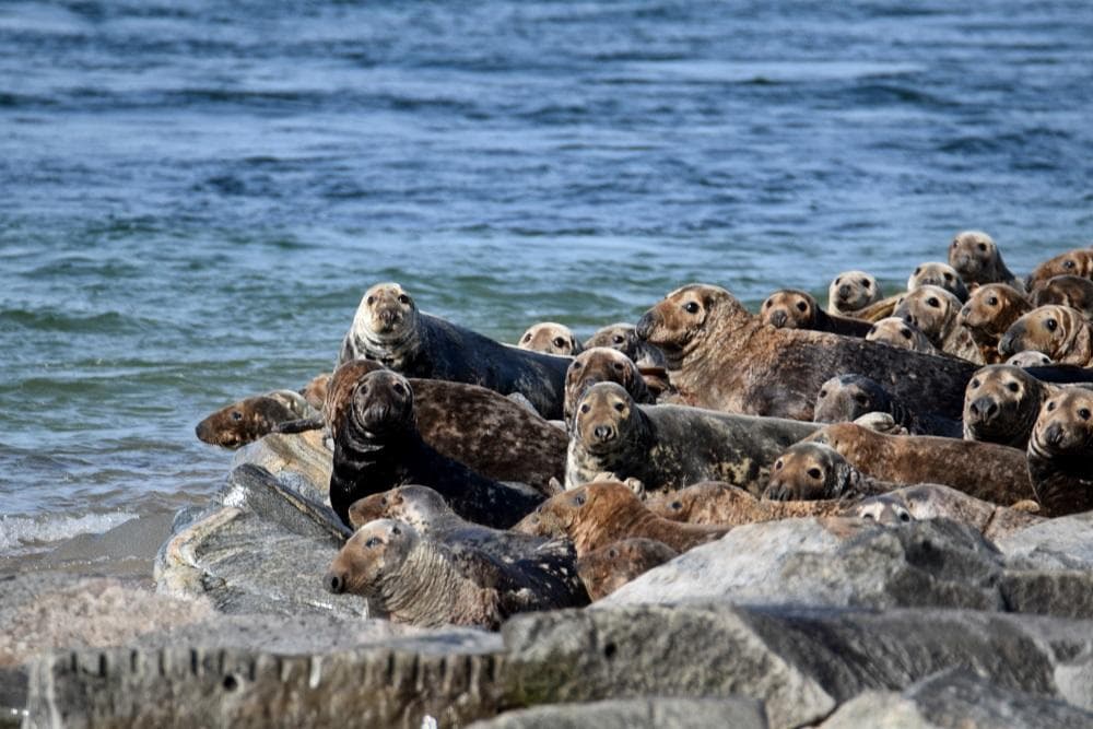 Harbor seals hauled out on rocky shore near coastal waters