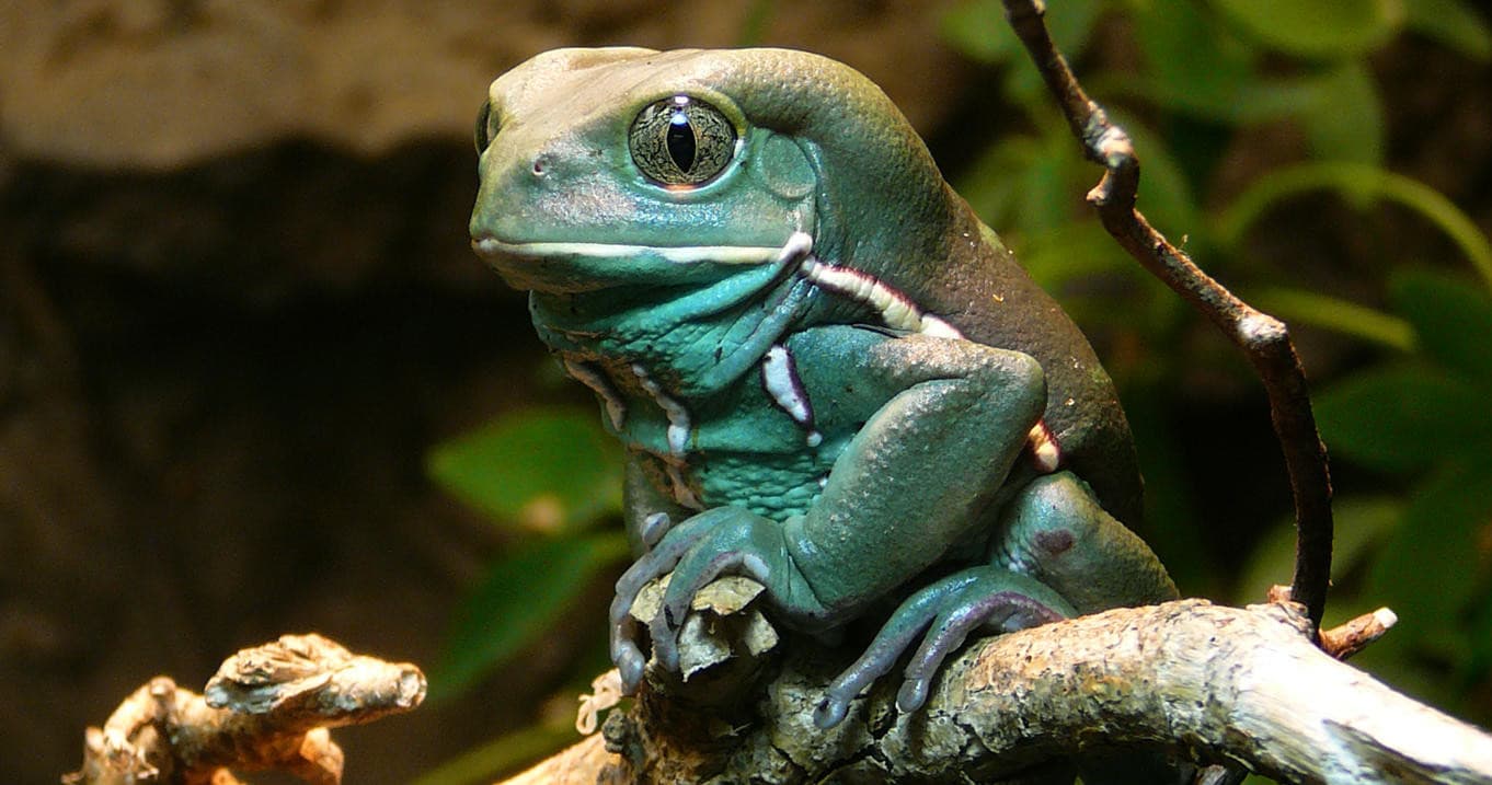 Green tree frog perched on branch in rainforest terrarium
