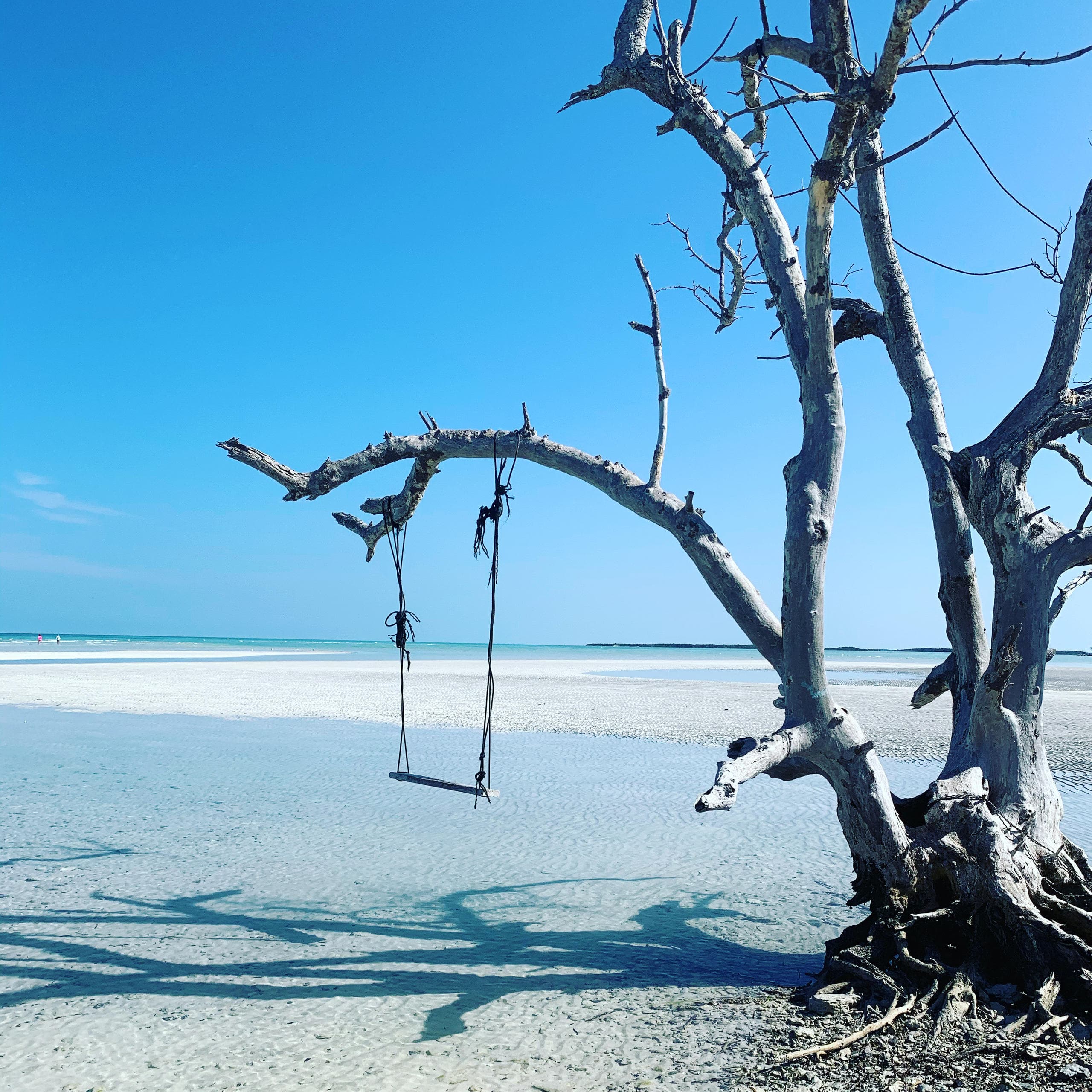 Driftwood tree with beach swing over white sand and blue sea