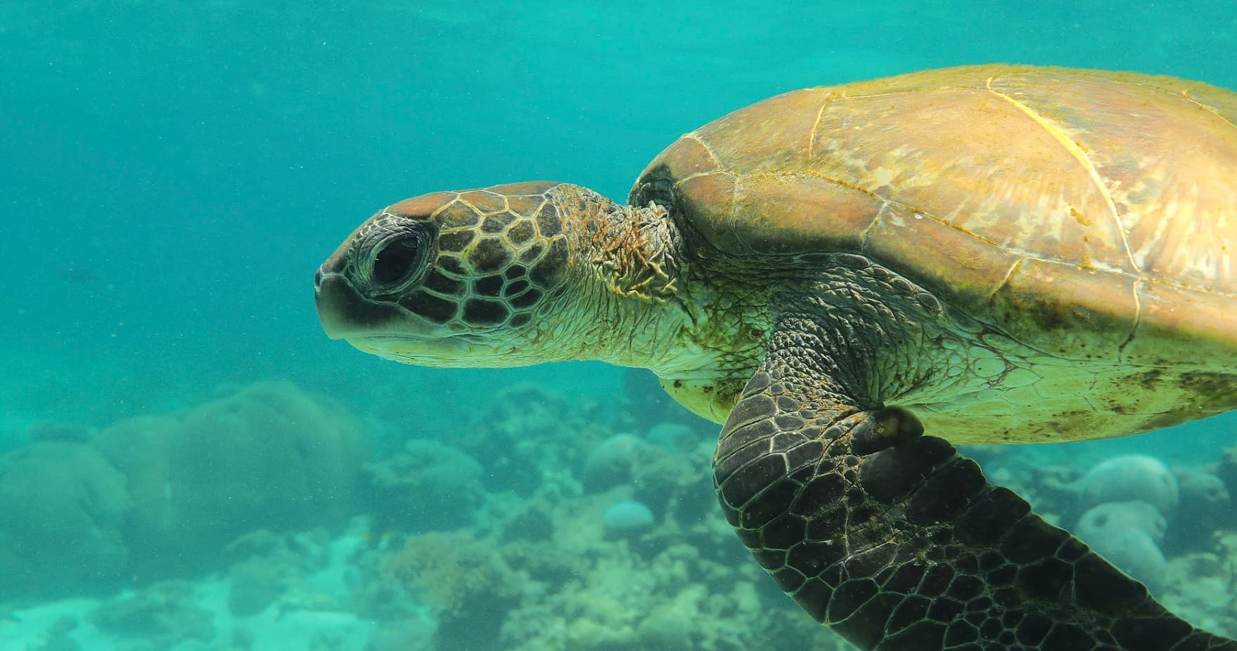 Wildlife Snorkelling with Cape Immersion Tours in Exmouth