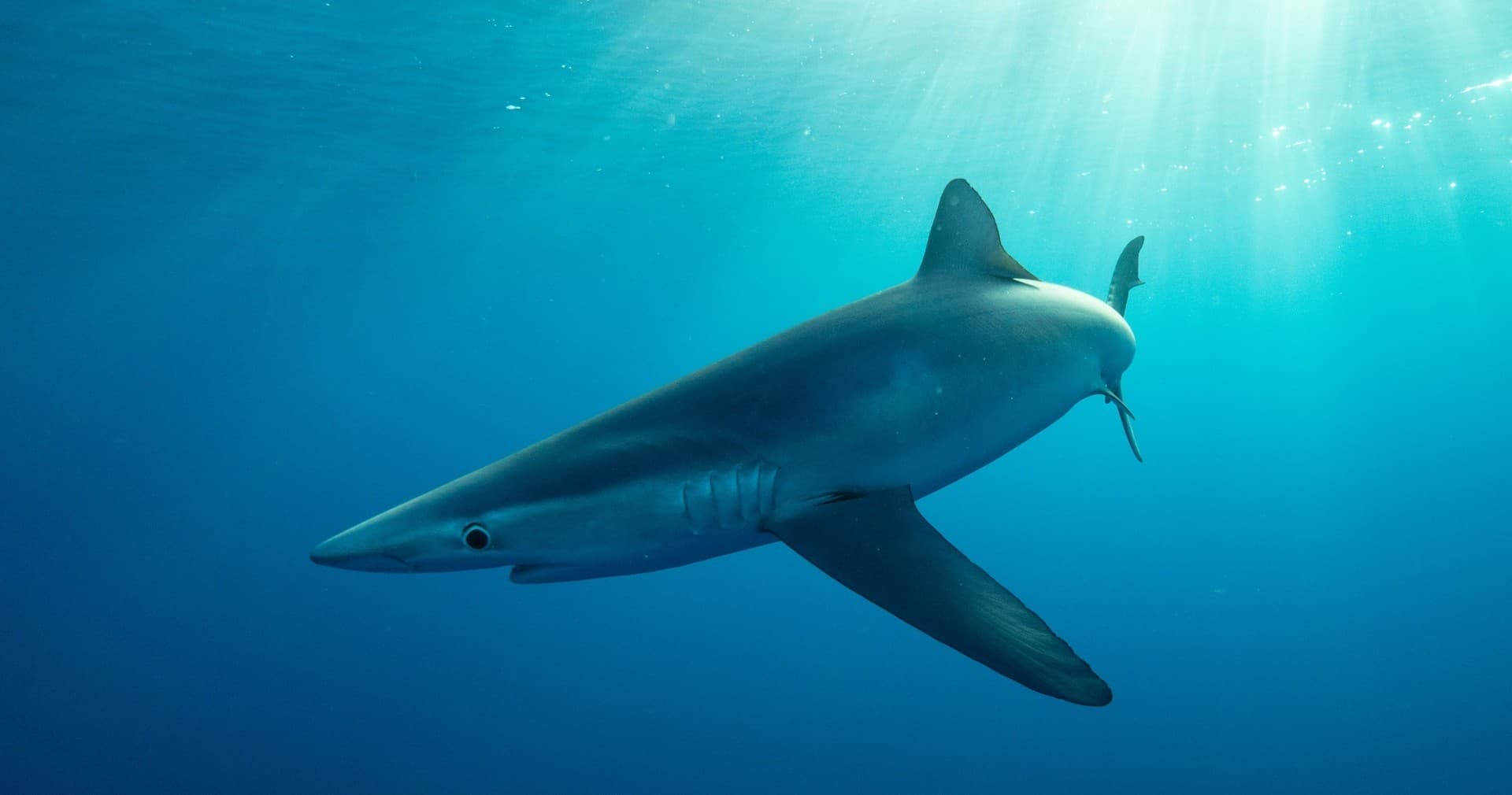 Water Activities: Pelagic Shark Snorkeling with Orca Dive Baja in Cabo San Lucas