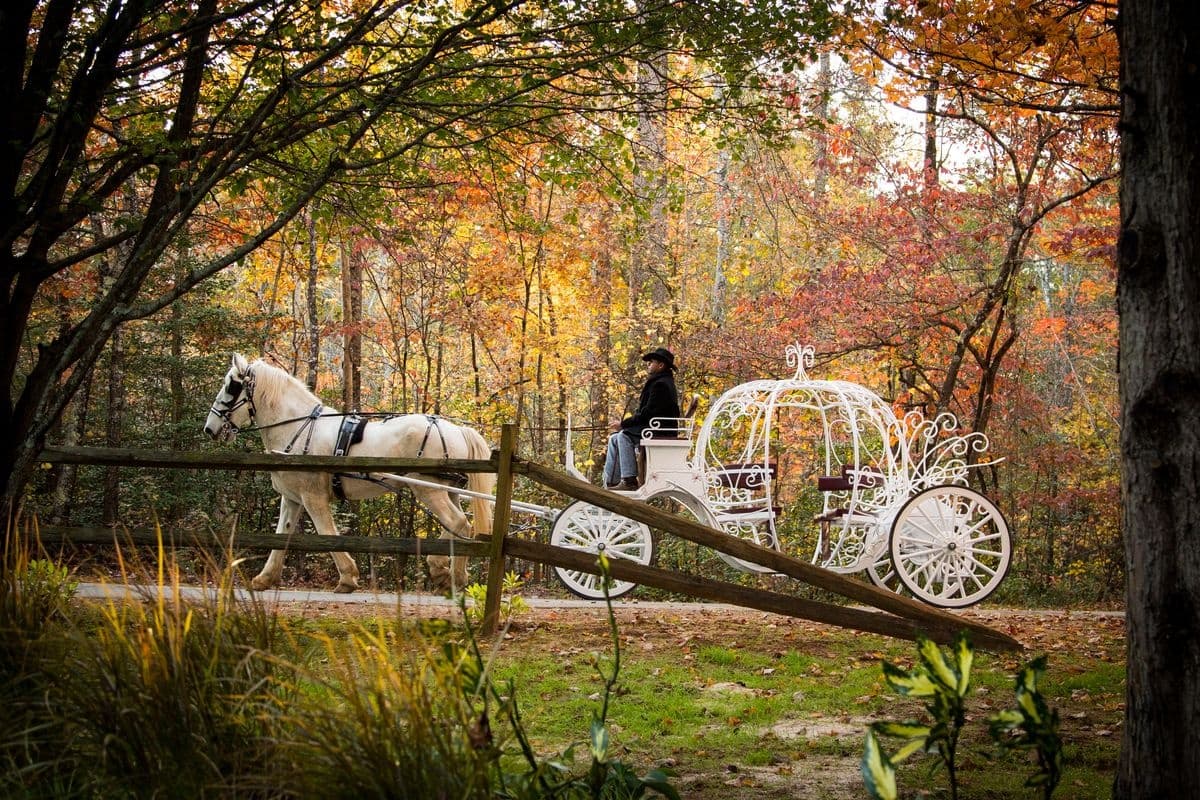 Dahlonega Carriage and Horse Rides team