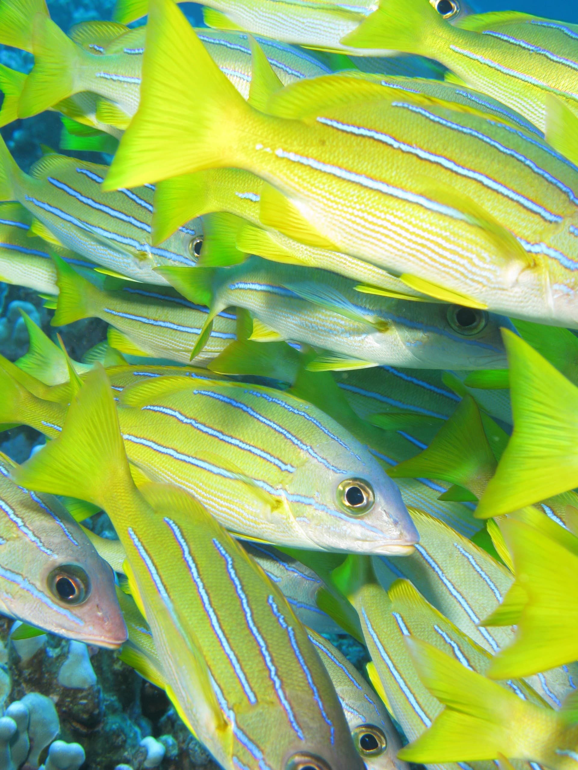 Honolua Bay Scuba Charter: Maui Morning Dives for Turtles, Reefs & Manta Rays photo 2