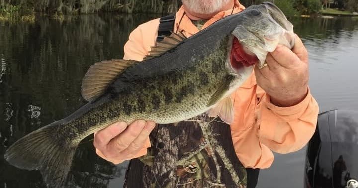 Fisherman presenting a largemouth bass on calm backwater