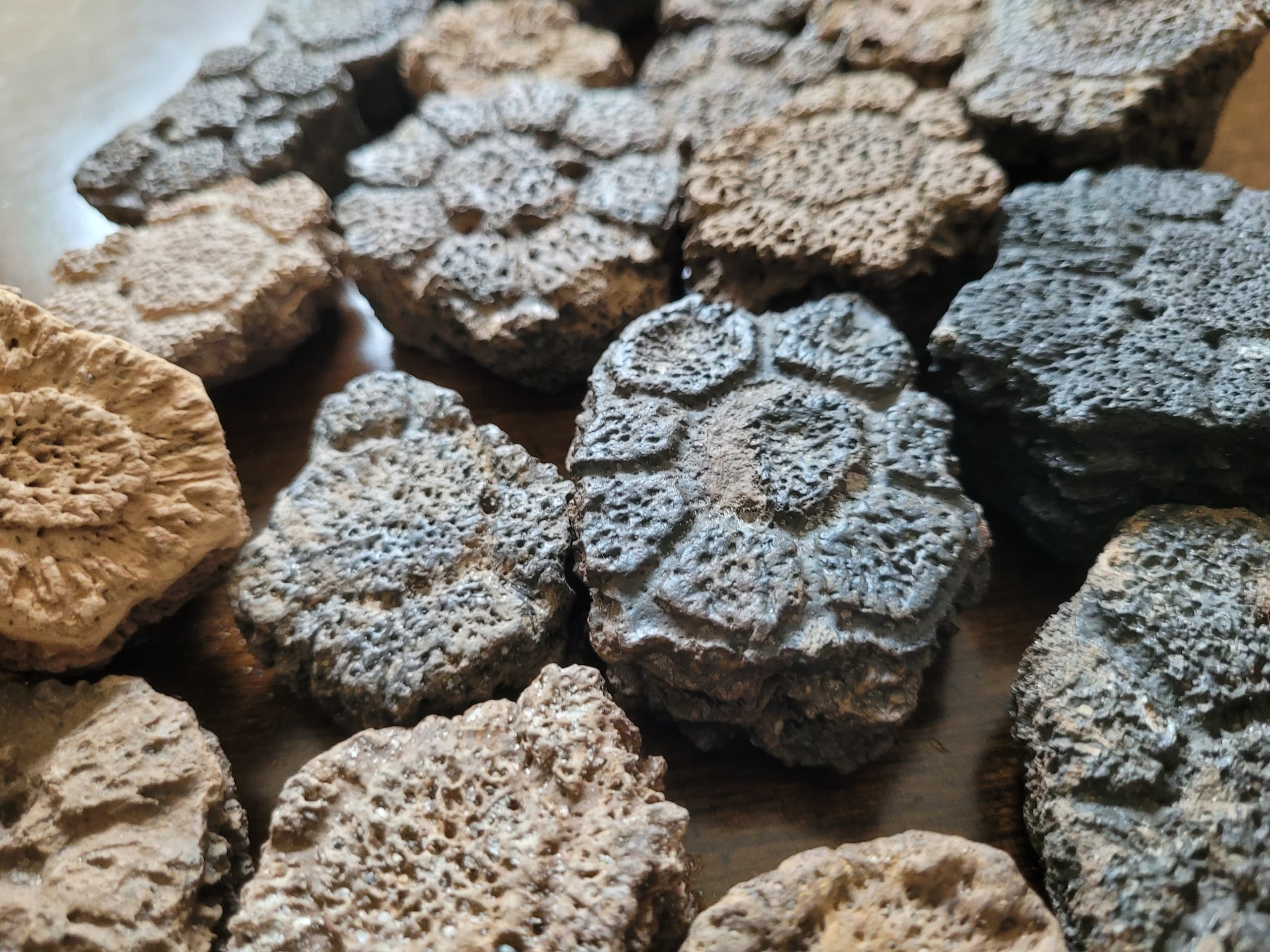 5 Hour Airboat 'Boneshelf' Fossil Dig in Arcadia, Florida