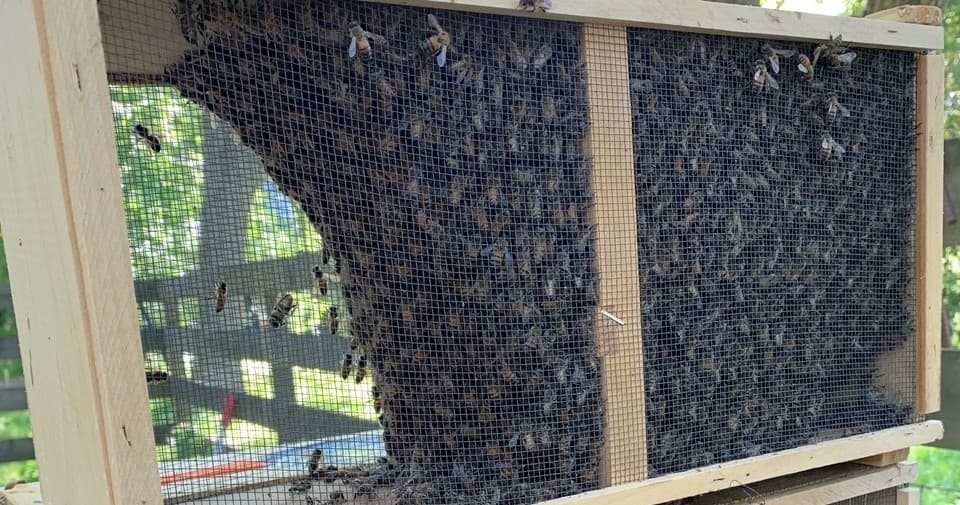 Master Beekeeping with the 2026 Italian Package: Start Your Hive the Right Way