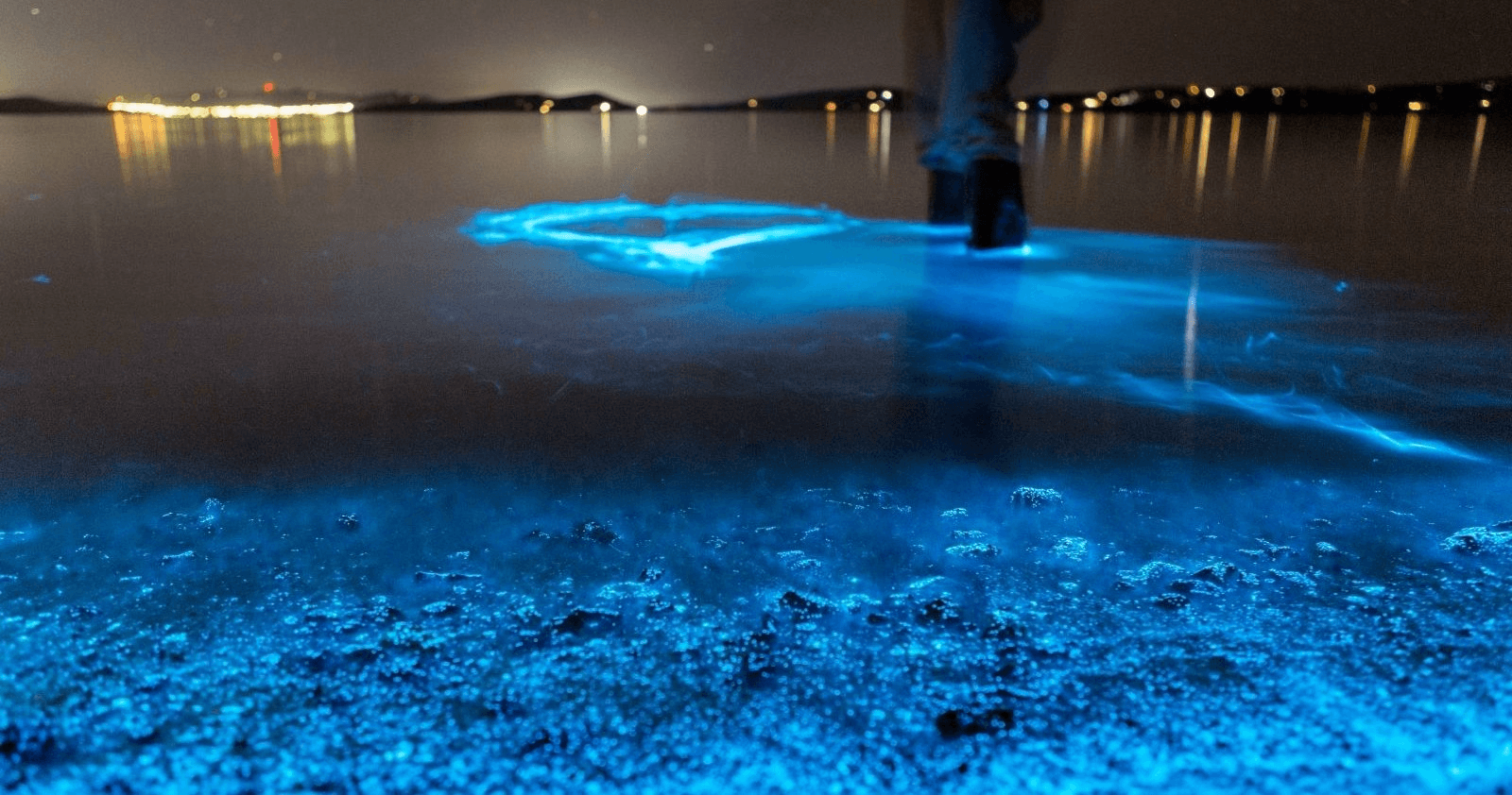 Water Activities: Florida Bioluminescence Kayaking Adventure at Haulover