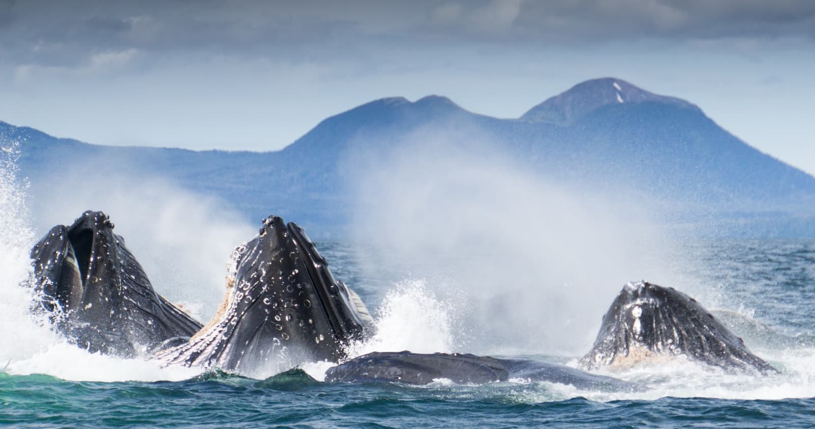 Wildlife Boat Tour with Gallant Adventures in Sitka, Alaska