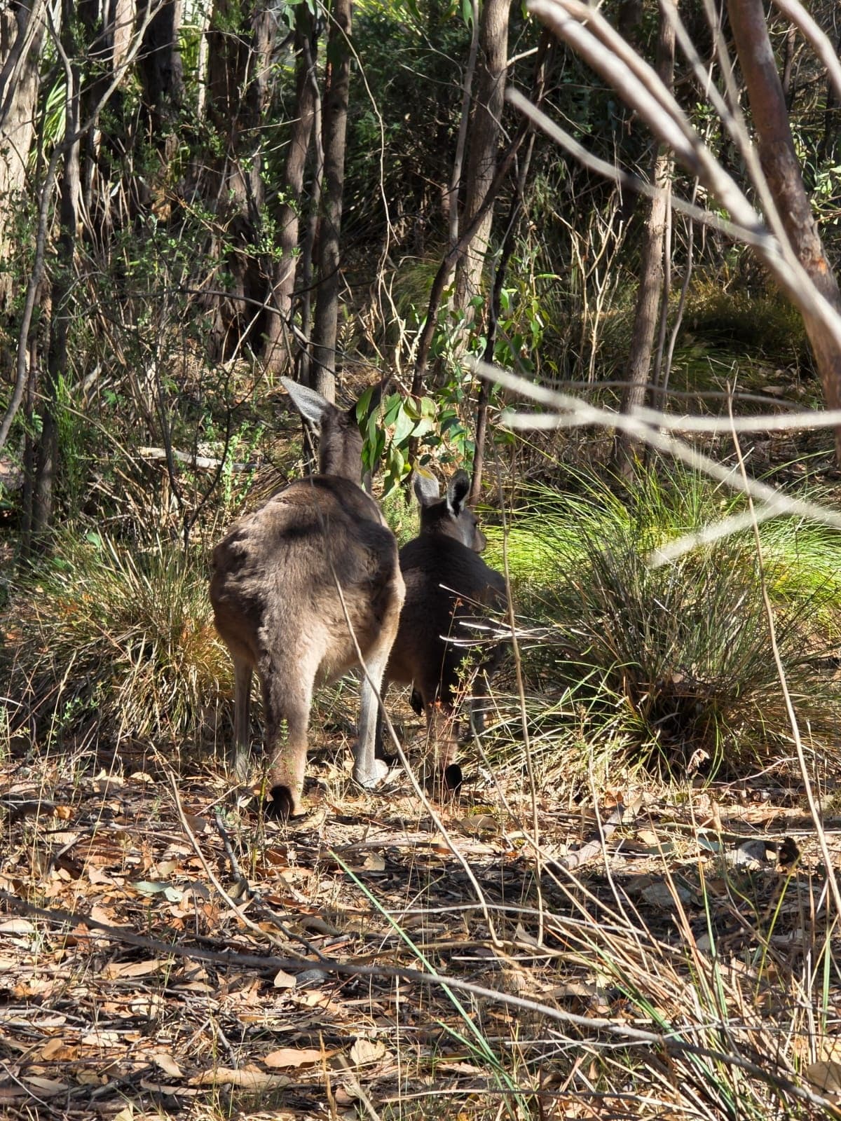 Hills to Wildlife: Mount Lofty, Hahndorf & Victor Harbor Full-Day Tour photo 4