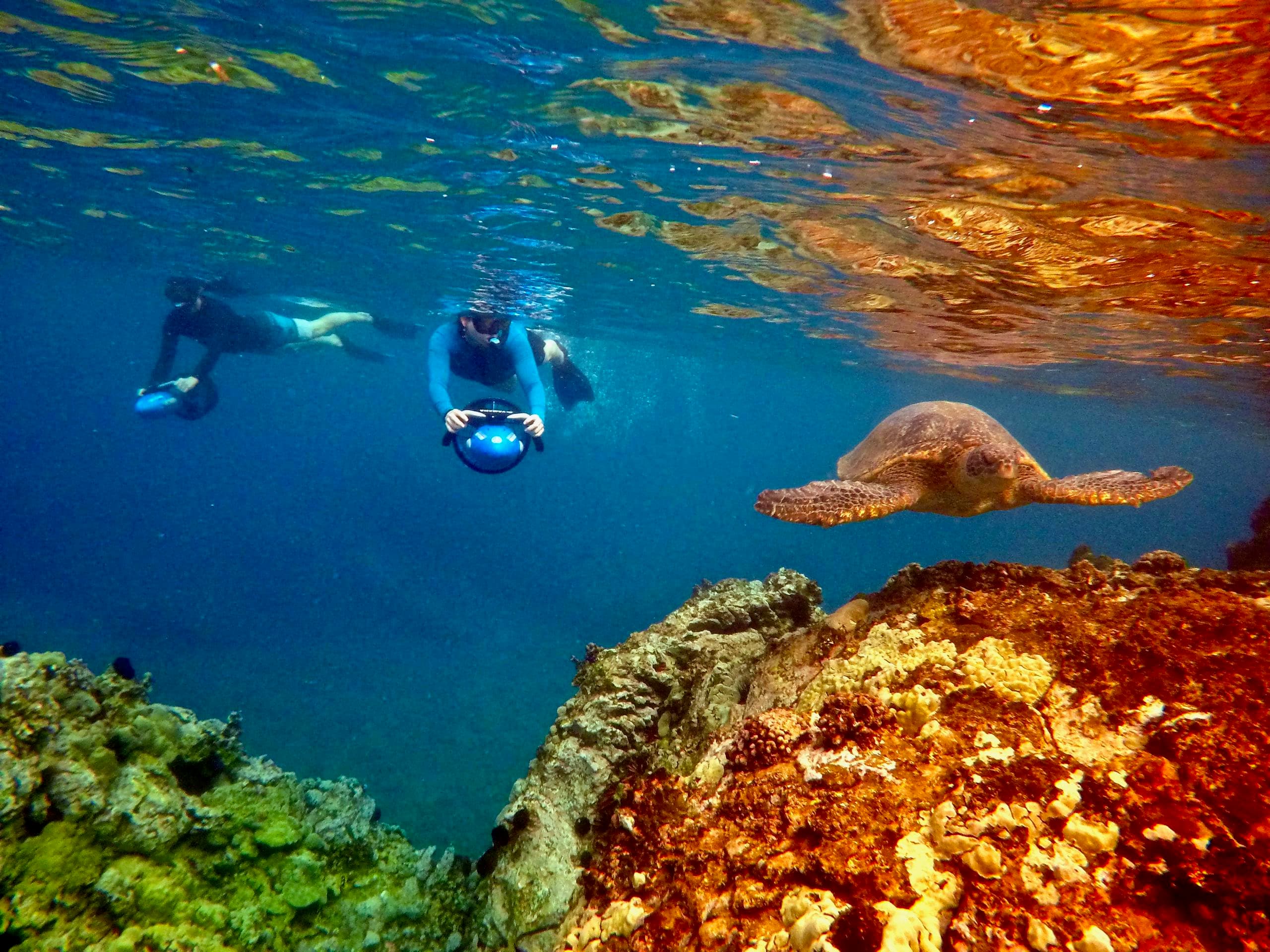 Snorkelers and turtle exploring colorful coral reef waters