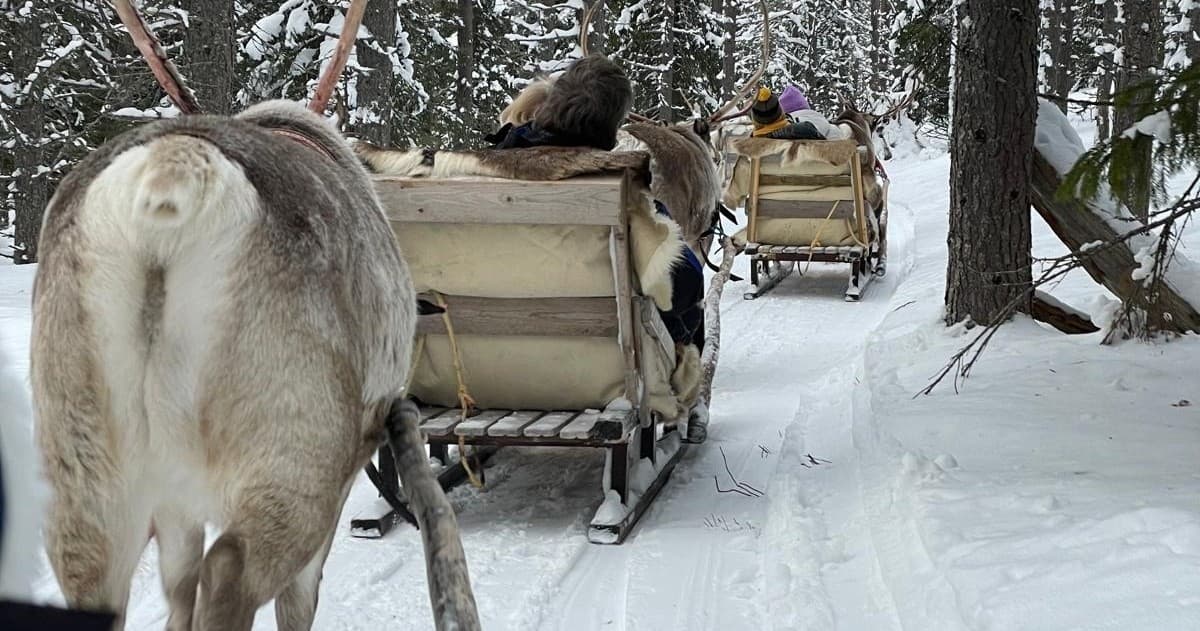 Reindeer Sleigh Experience in Ruka with Salonki Travels